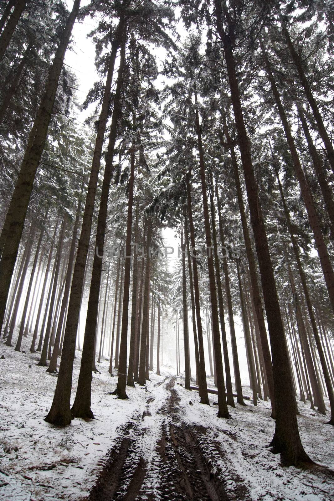 forest road