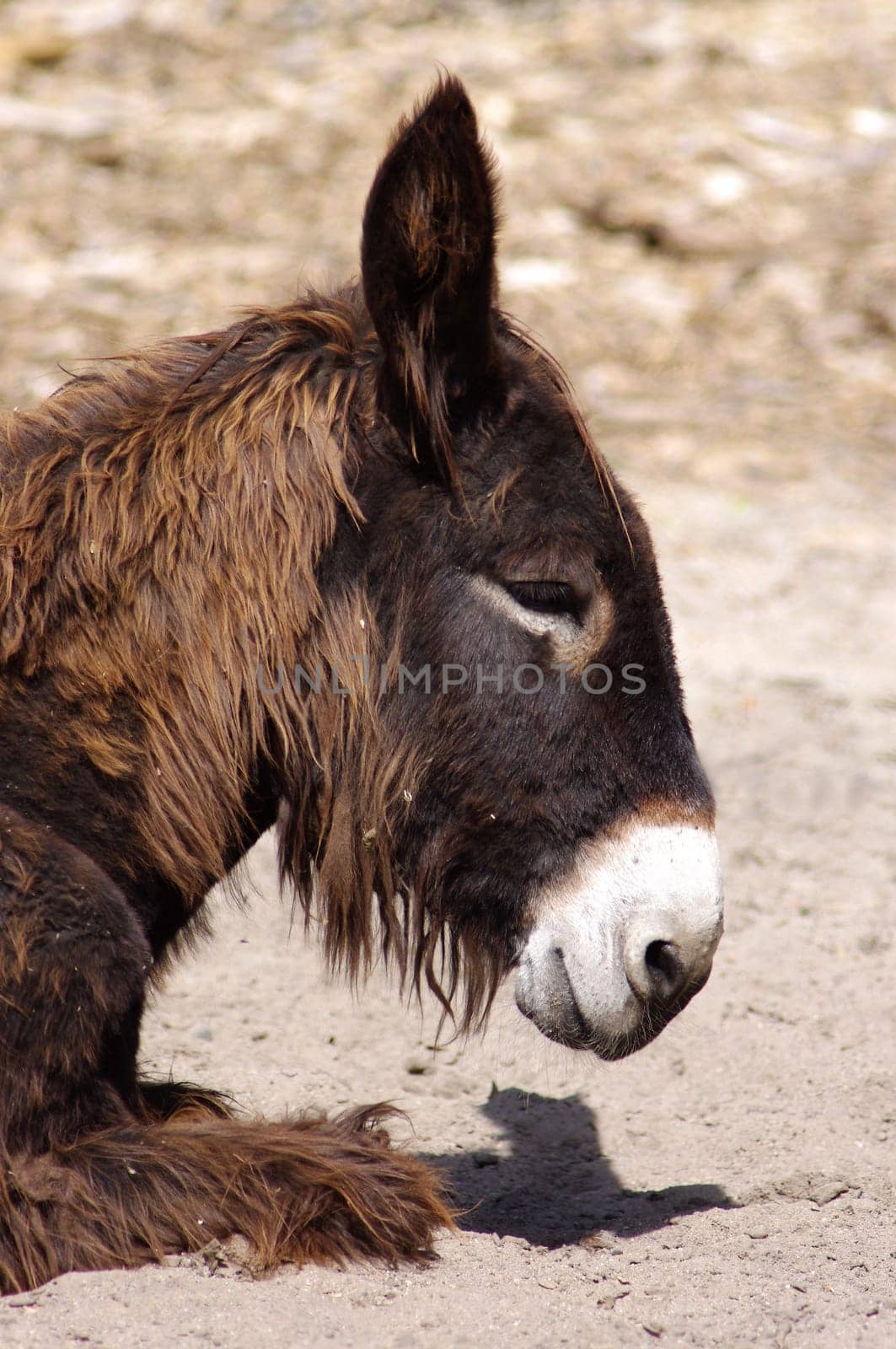 Poitou Donkey