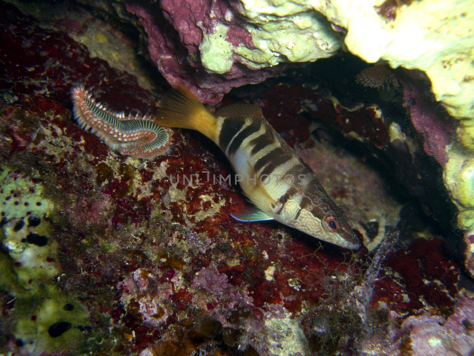 Bristle worm and perch