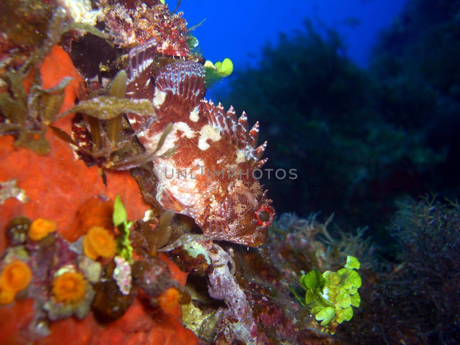 small scorpionfish