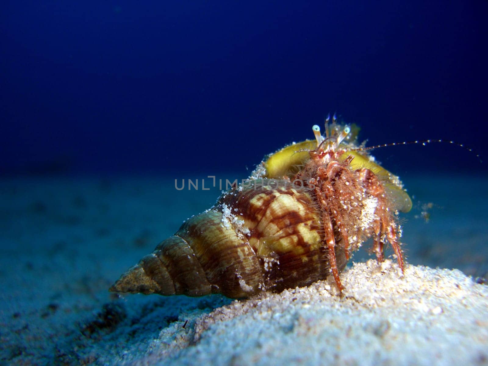 Hermit crab