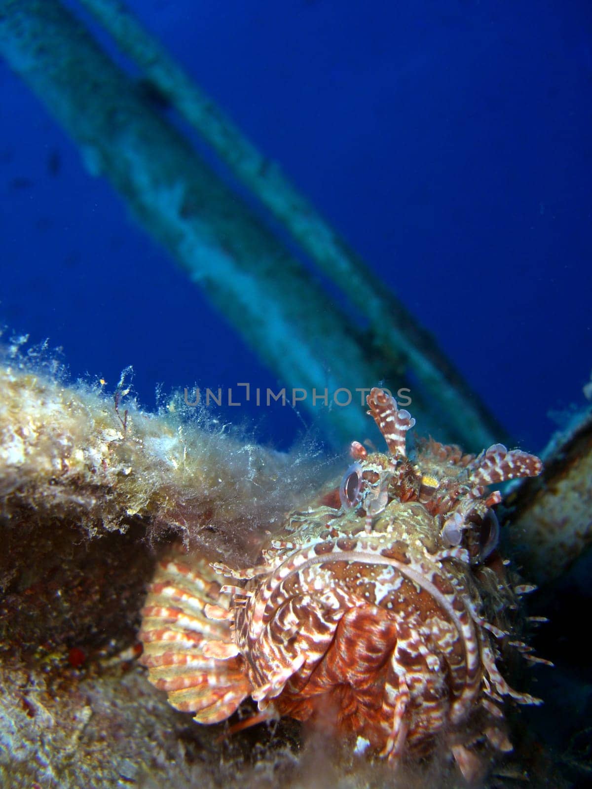 Scorpionfish