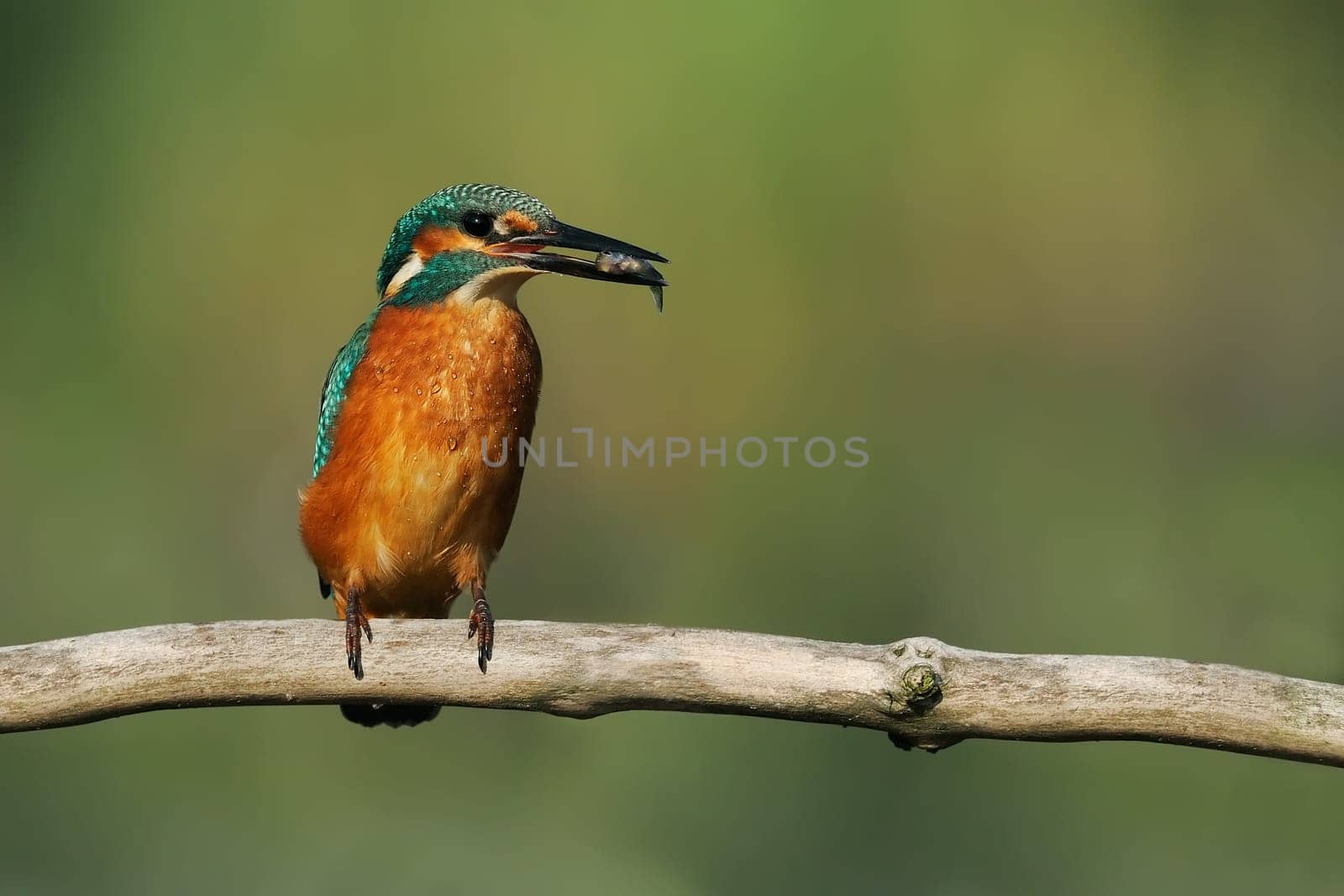 Kingfisher with fish