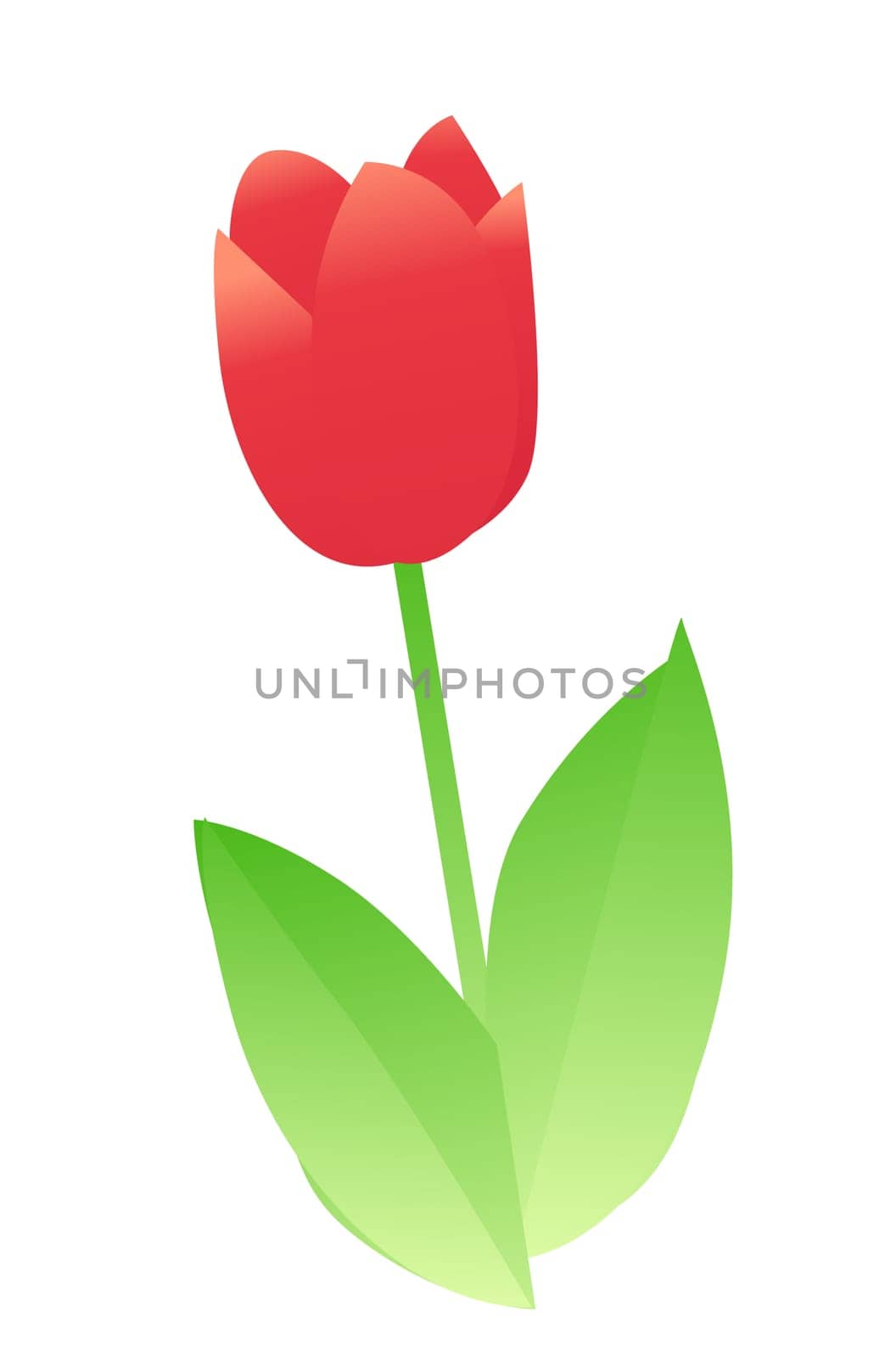 Tulip flower
