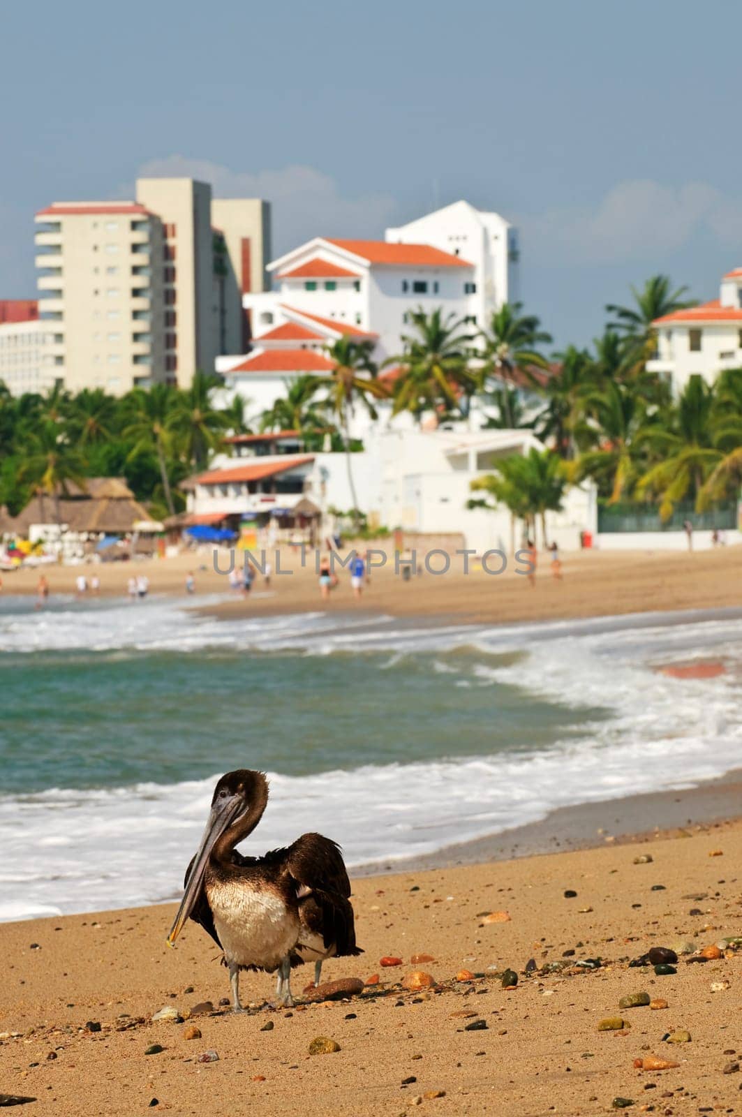 Pelican on beach in Mexico