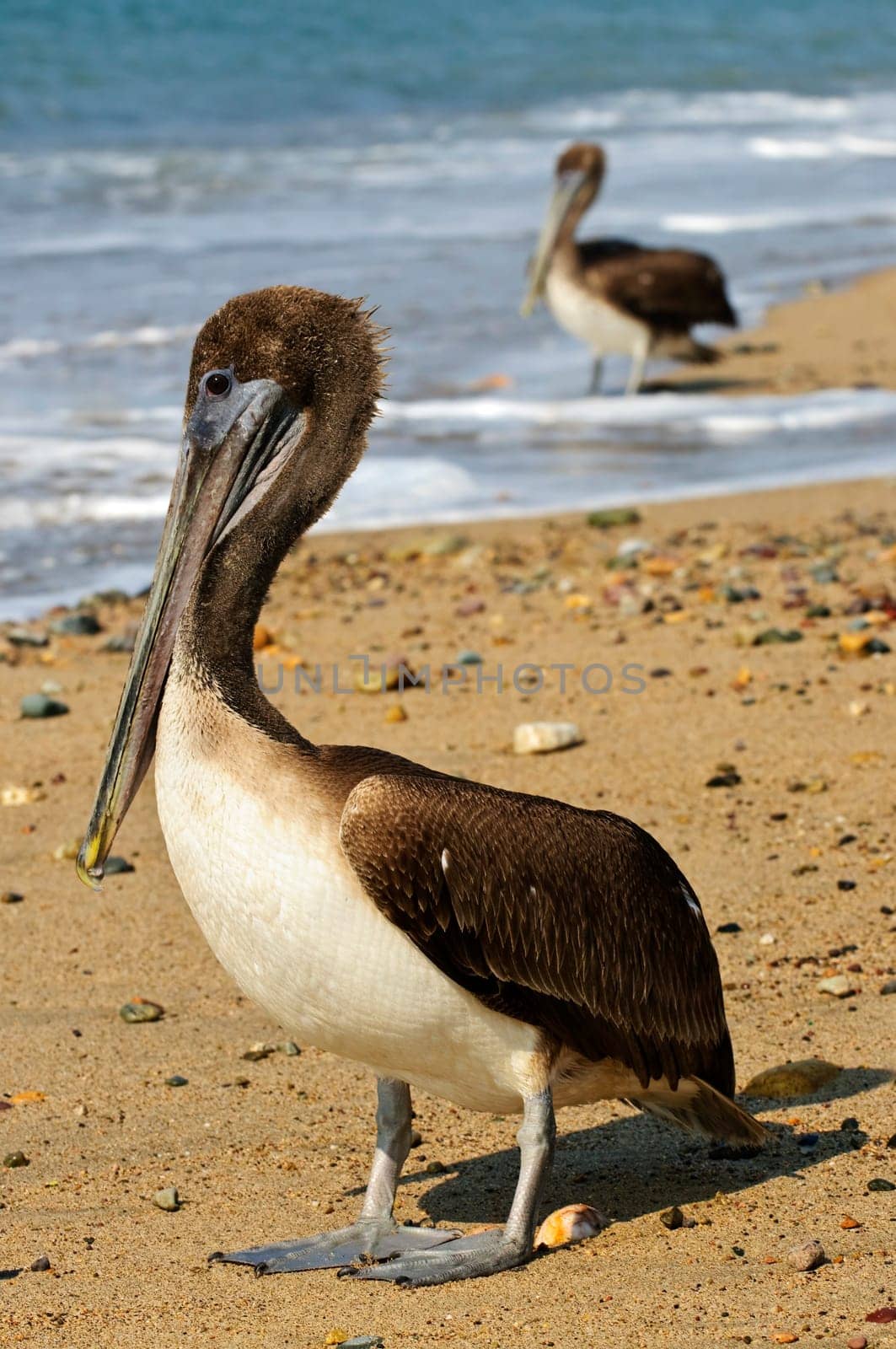 Pelicans on beach in Mexico