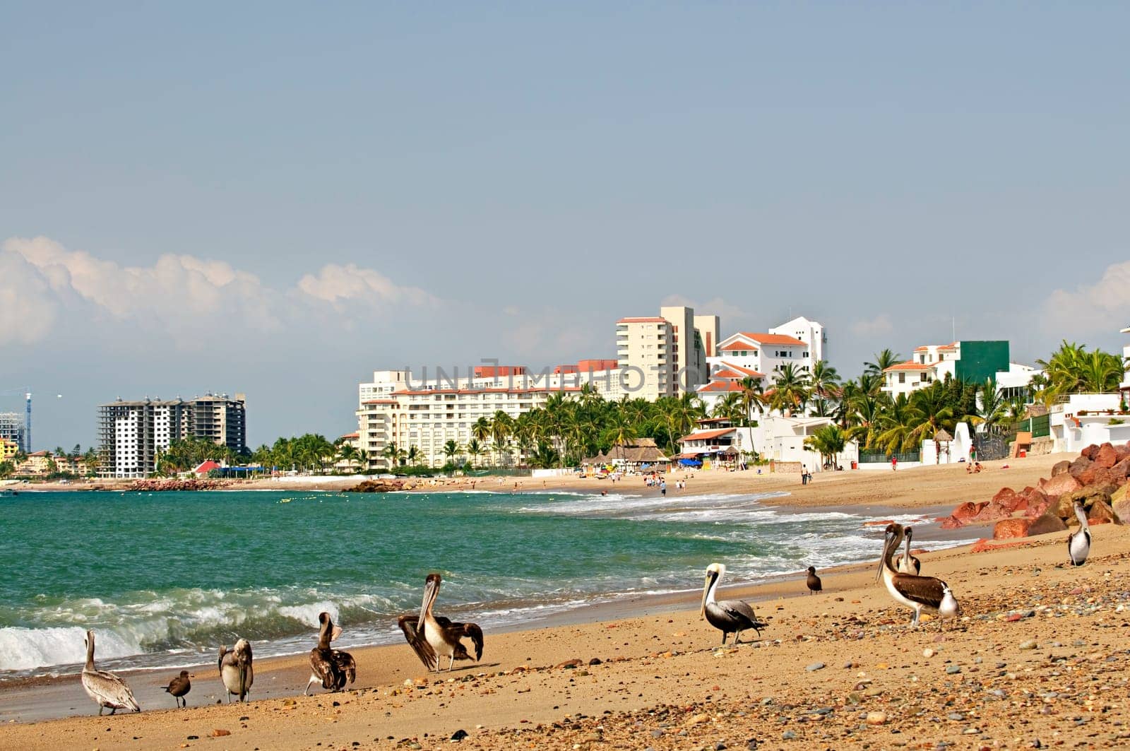 Pelicans on beach in Mexico