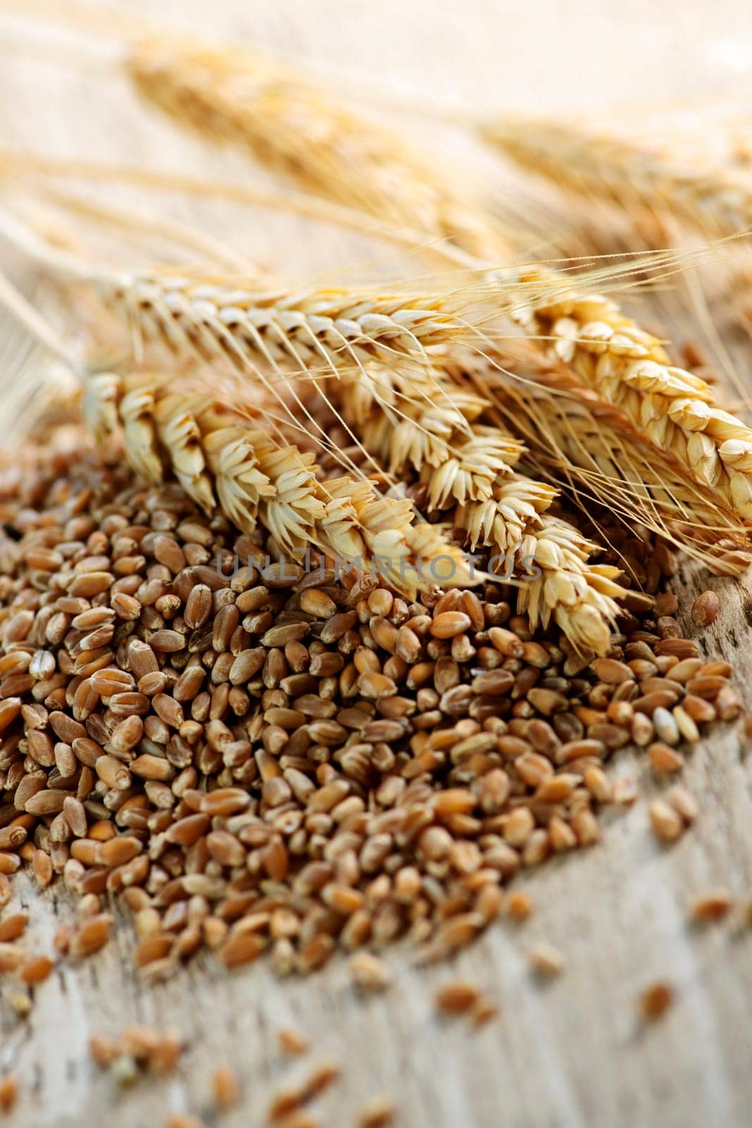 Whole grain wheat kernels closeup