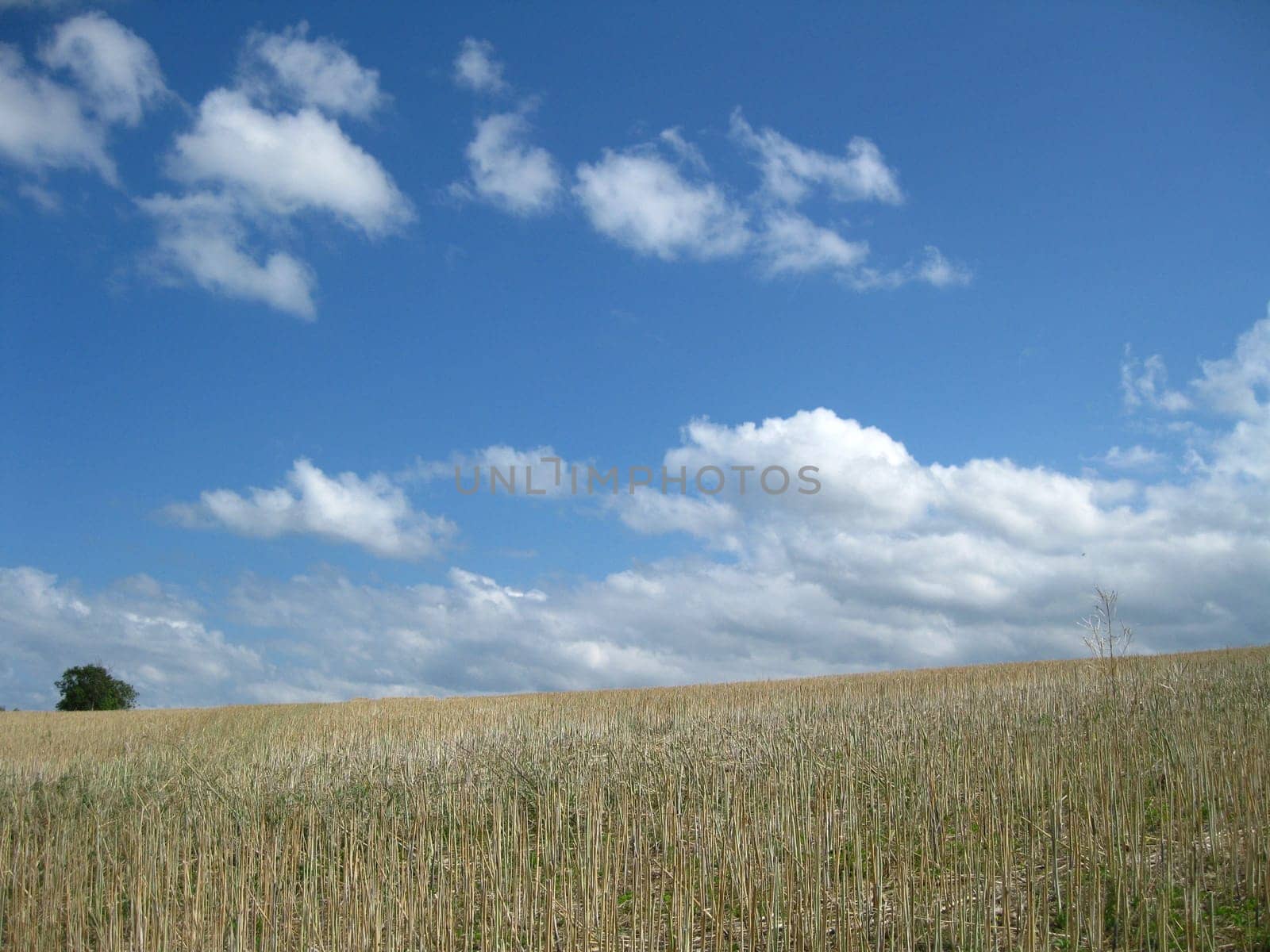Stubble field and clear sky
