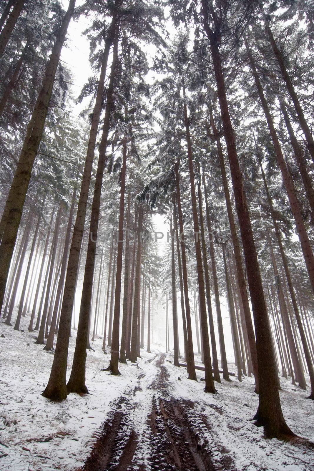 forest road