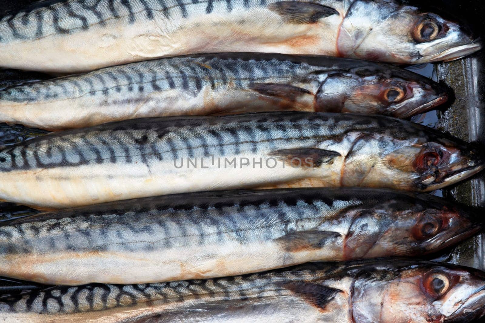 Fresh mackerels