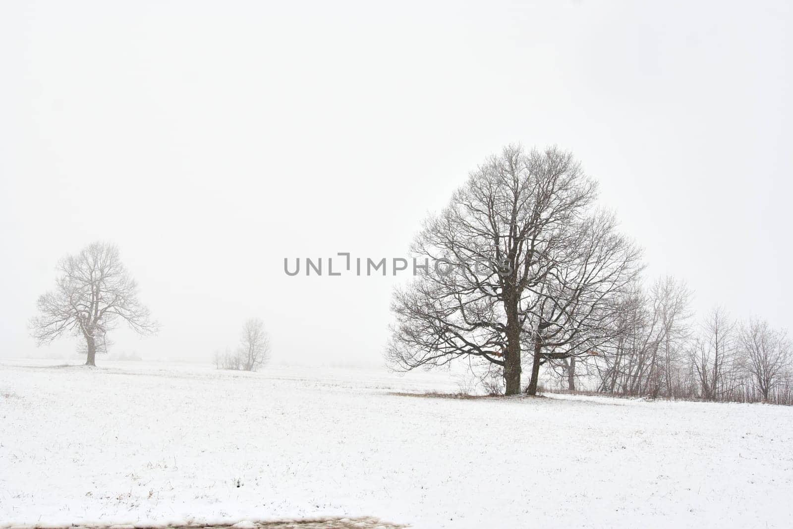 snowy winter landscape with tree