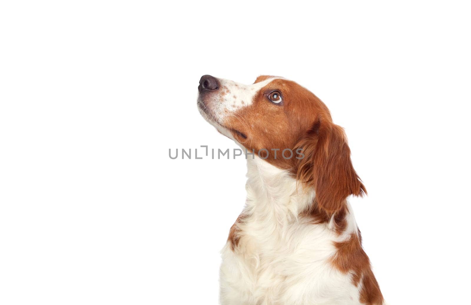 Nice hunting dog