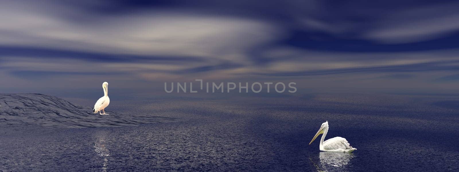 Two pelicans by night