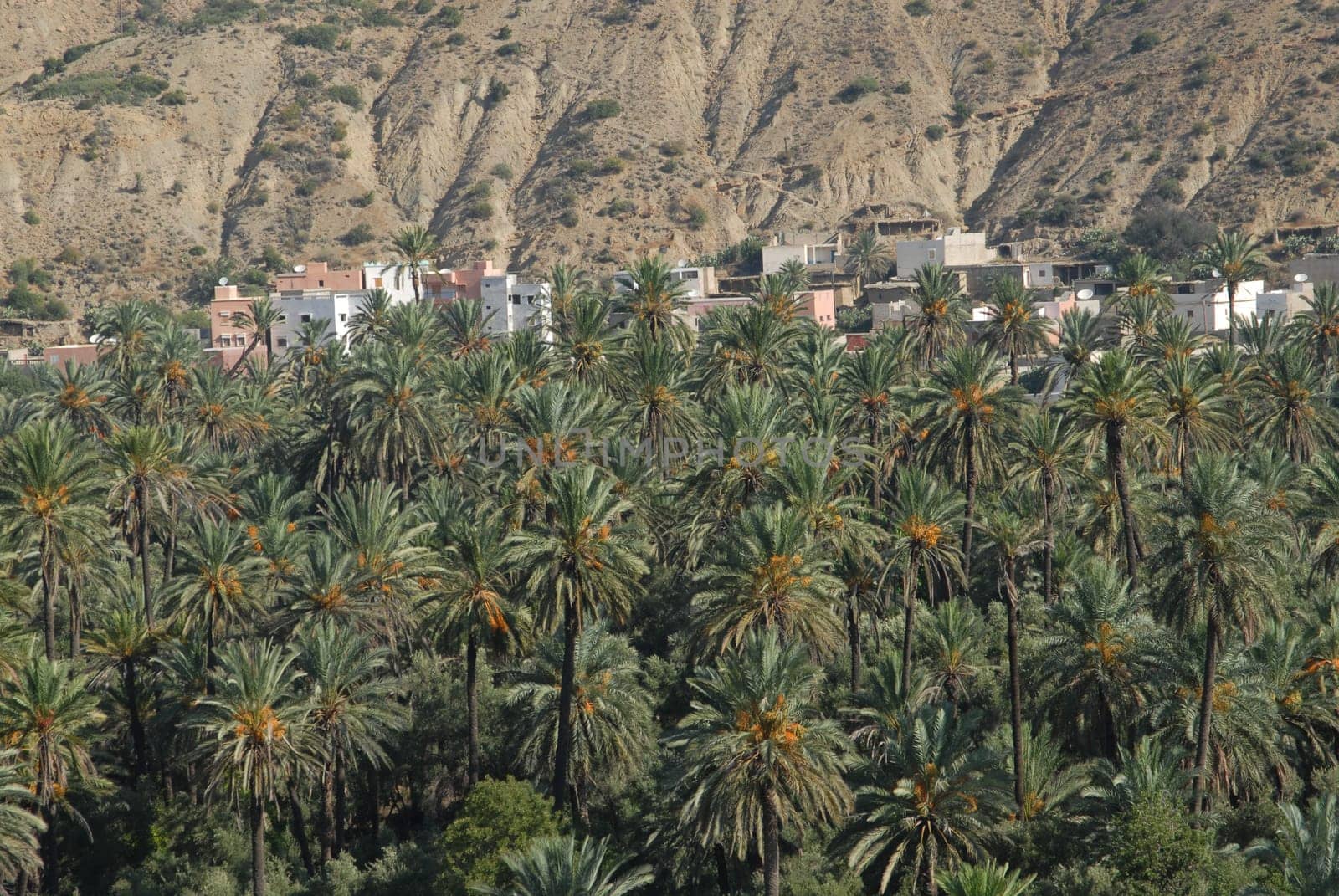 Oasis in the Atlas Mountains