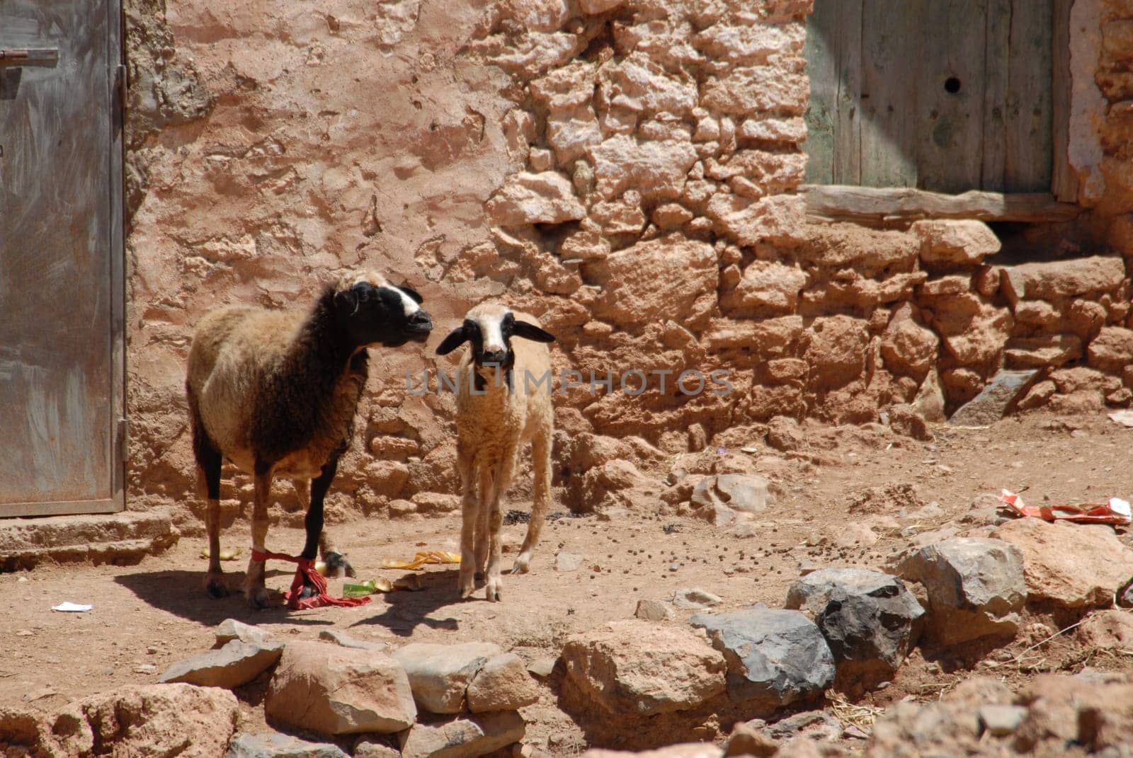 Goats