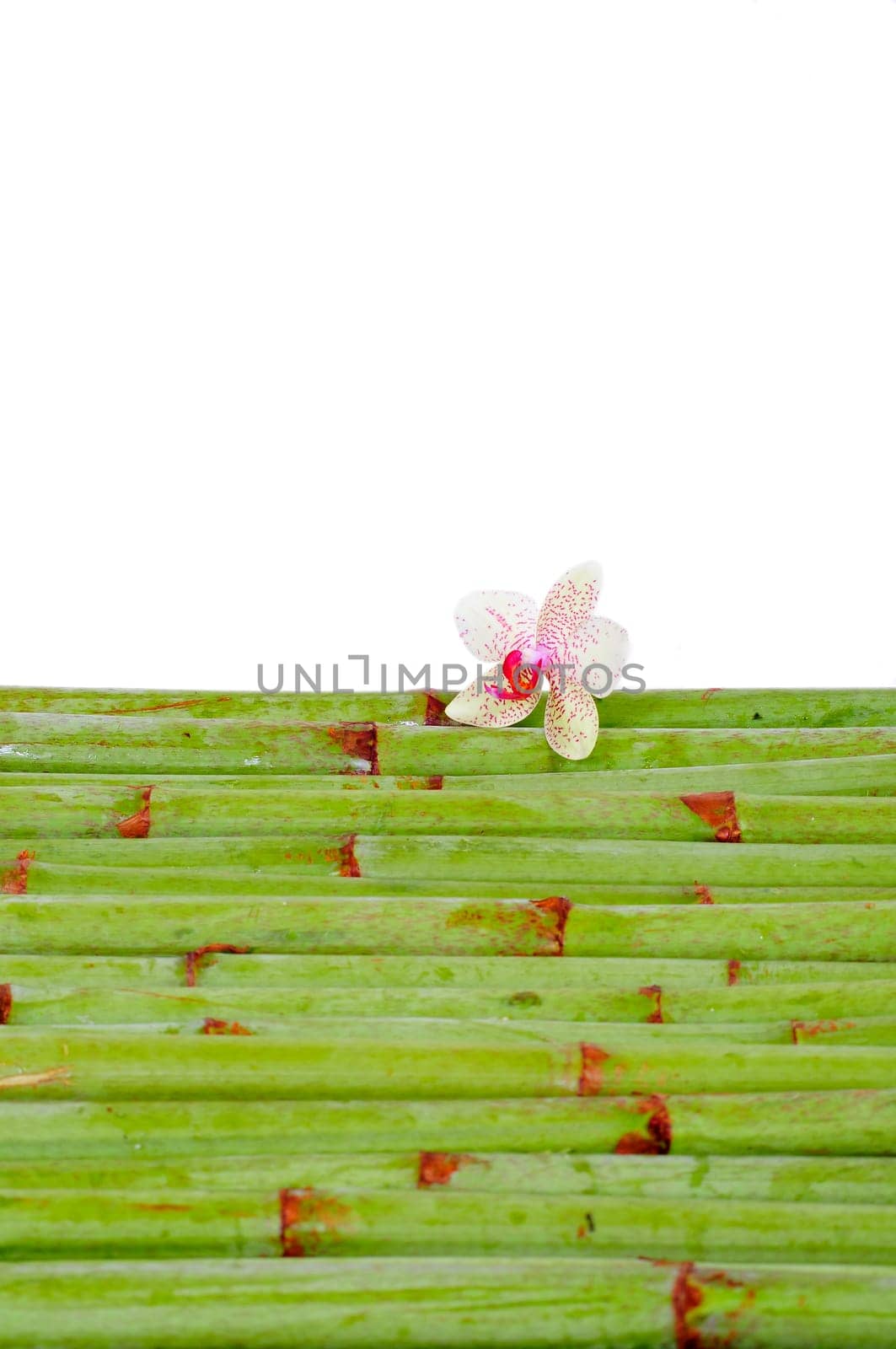 Background bamboo orchid