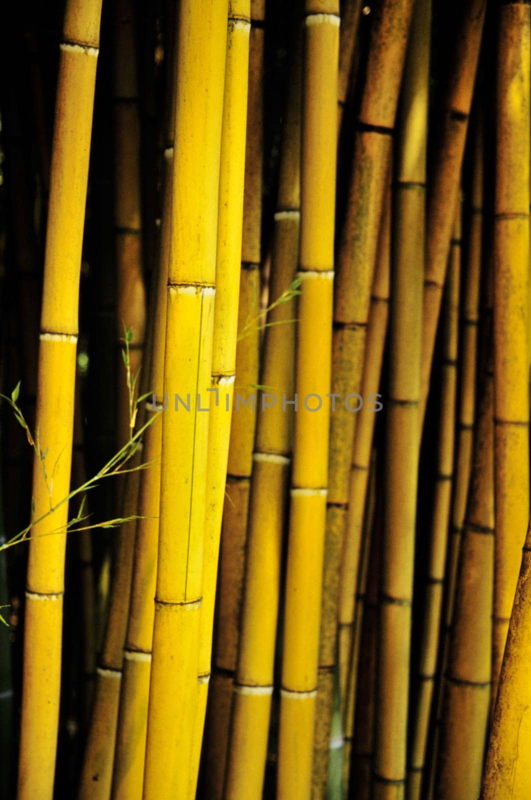 Bamboo
