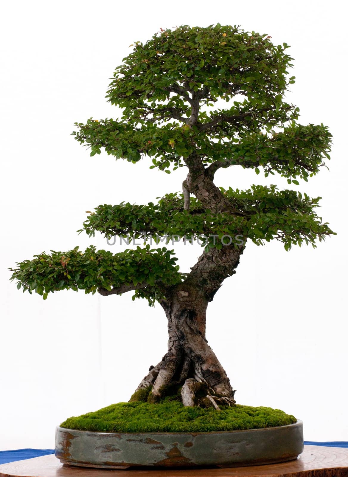 Chinese elm as bonsai
