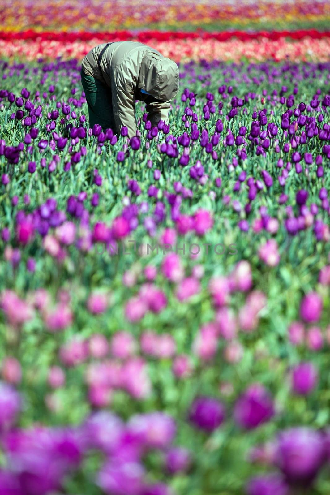 man working in tulip field