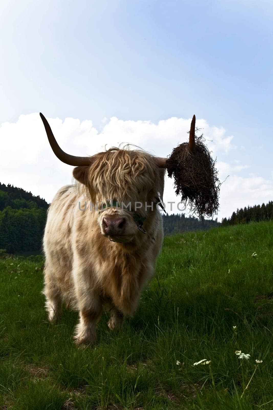 Highland cattle..............