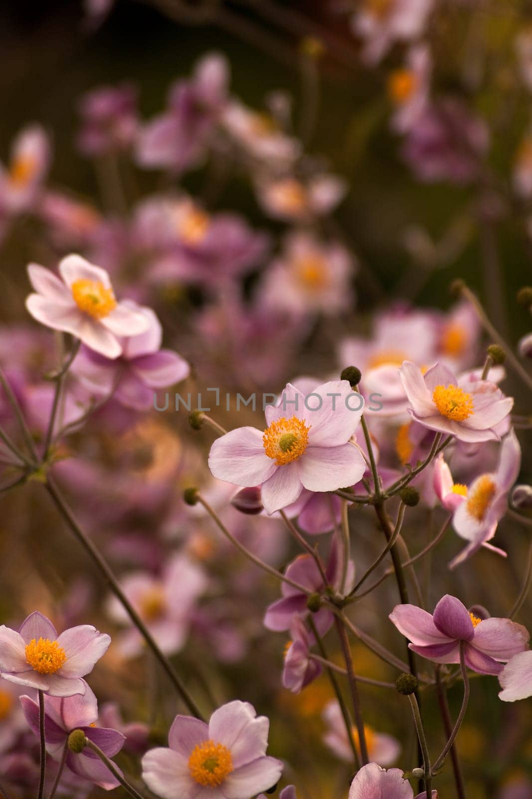 Anemone