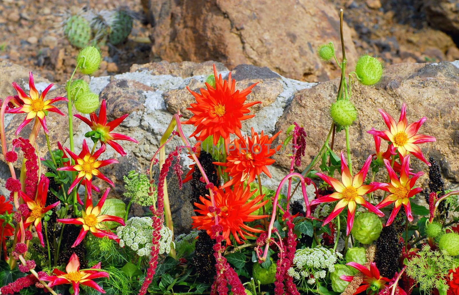 Dahlia arrangement