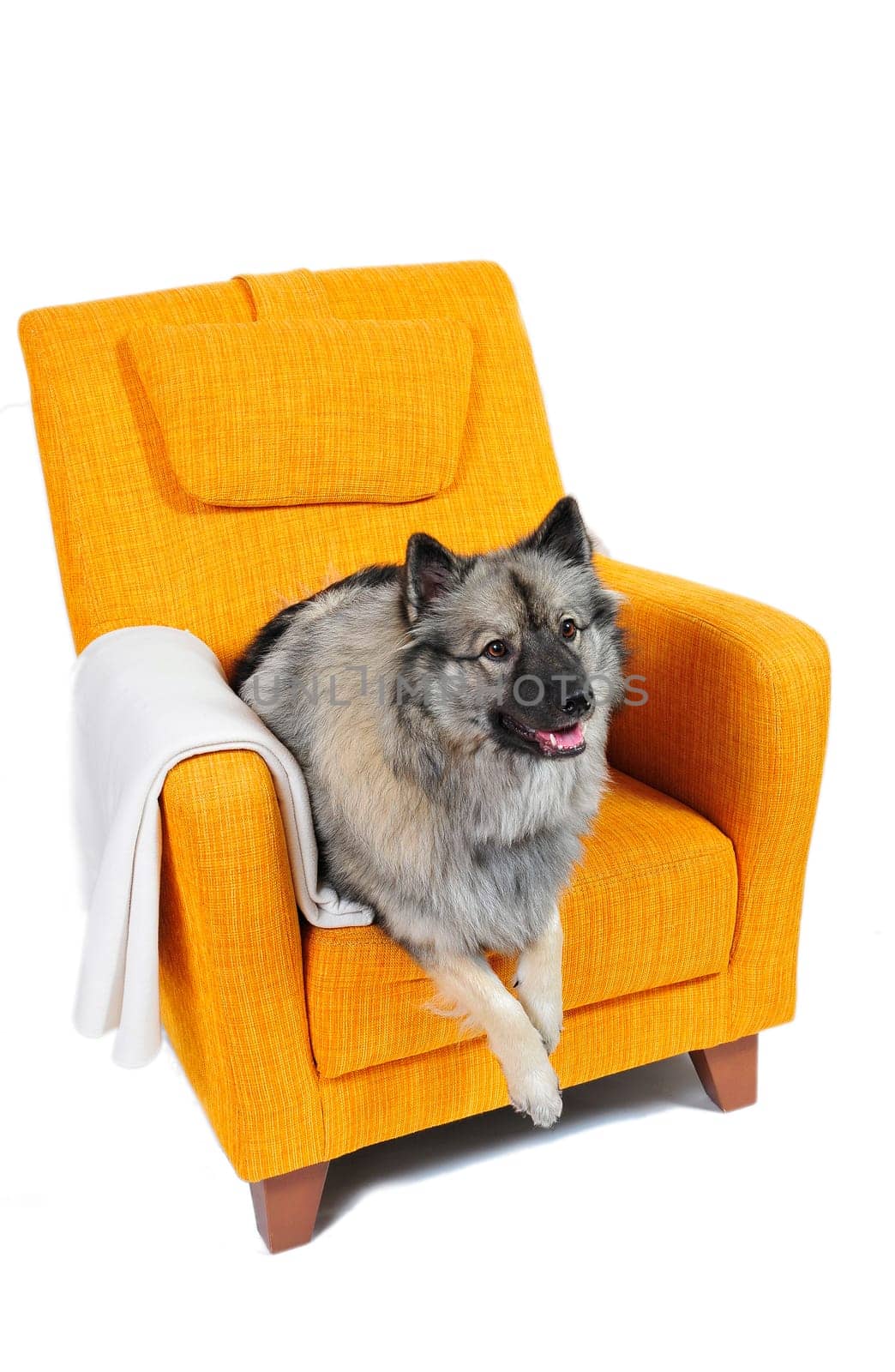 Dog Armchair Spitz