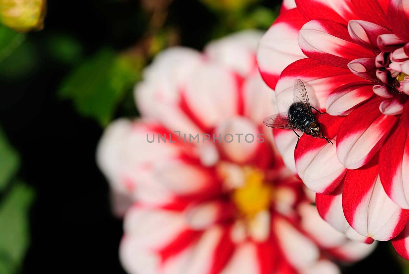 Dahlia with bow tie