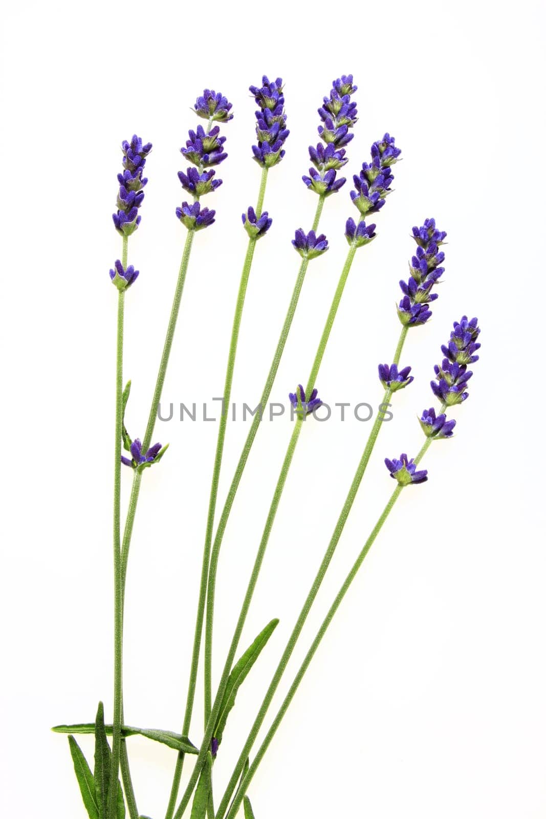 seven detached lavender flowers