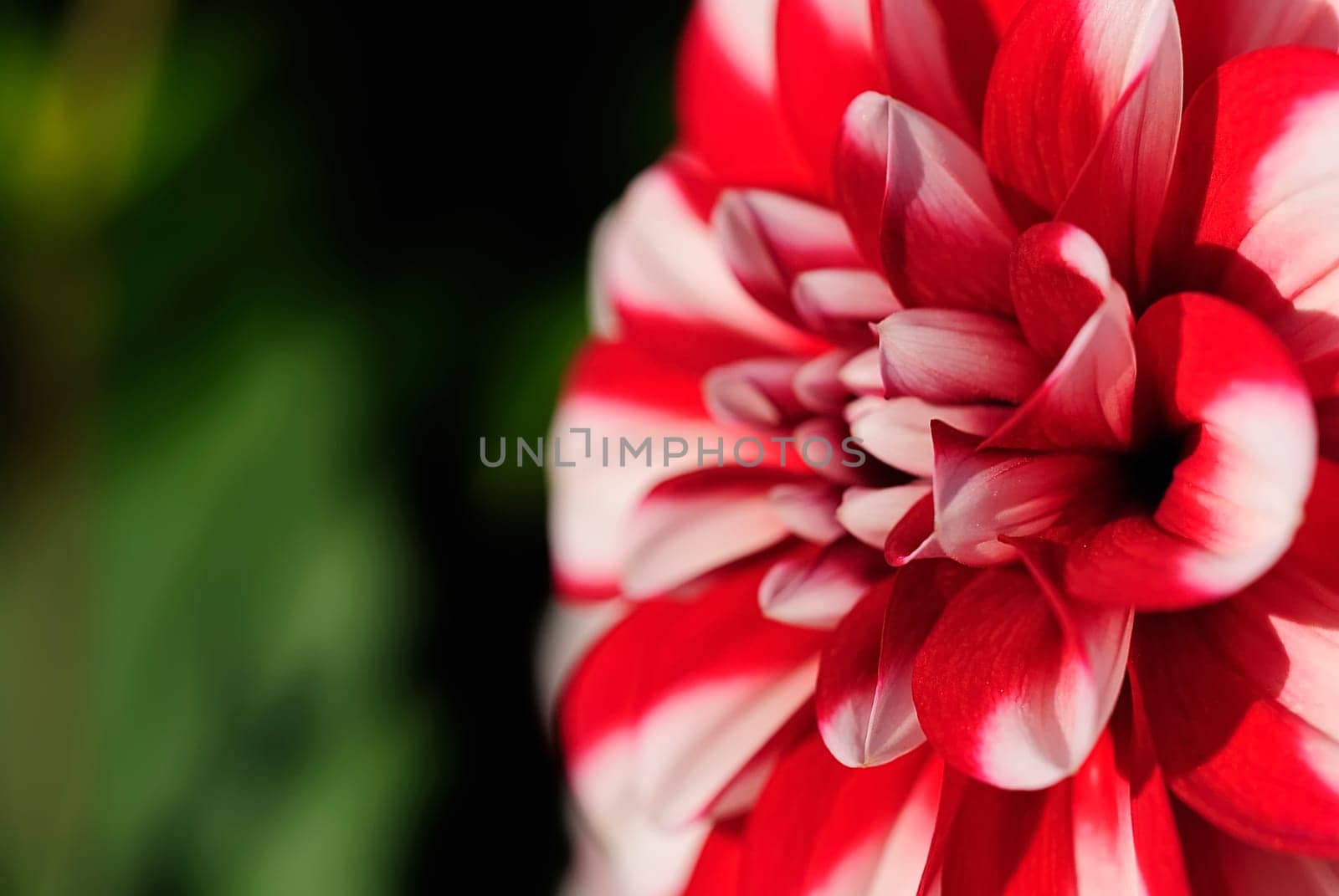 Dahlia 11