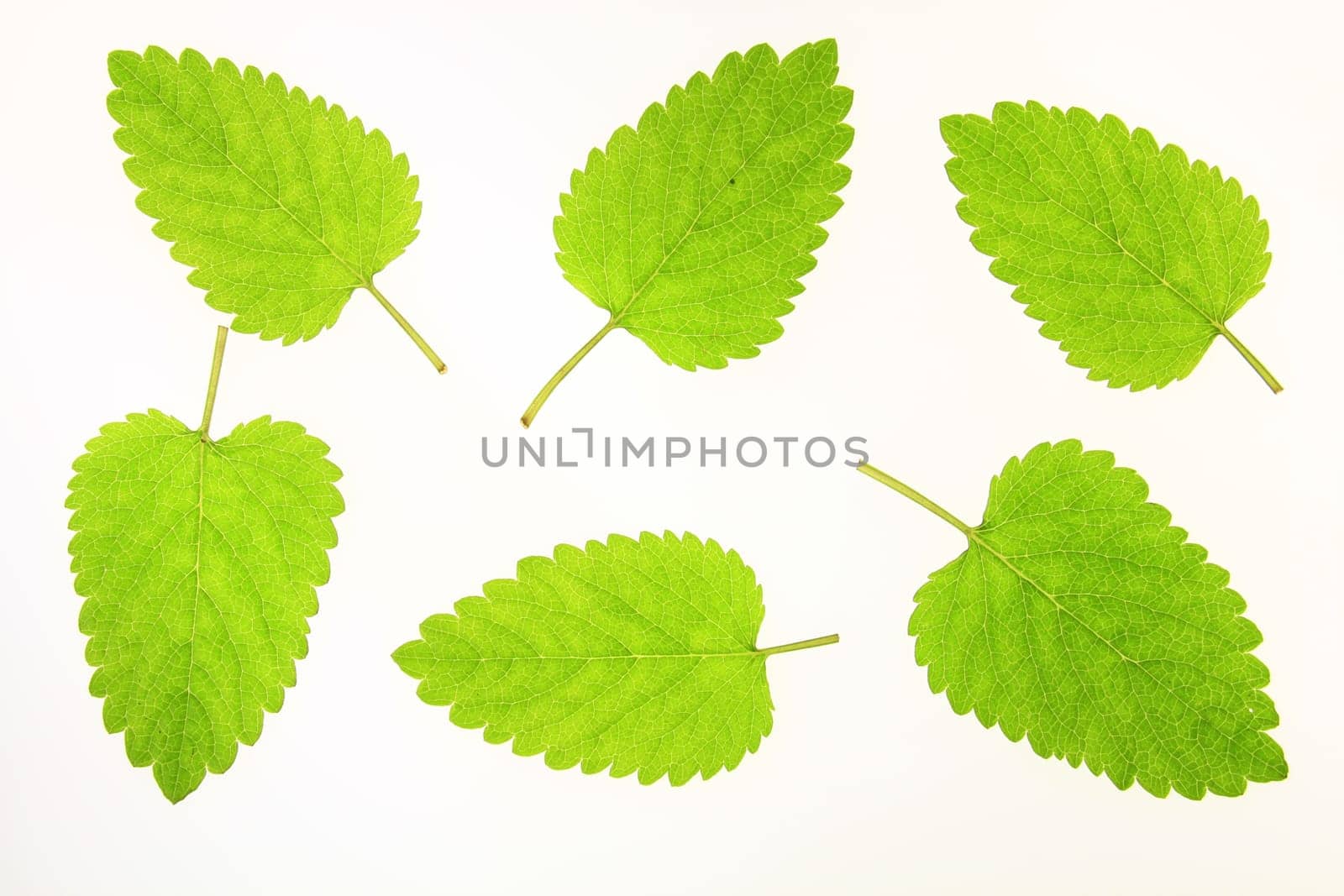6 leaves of lemon balm cut out