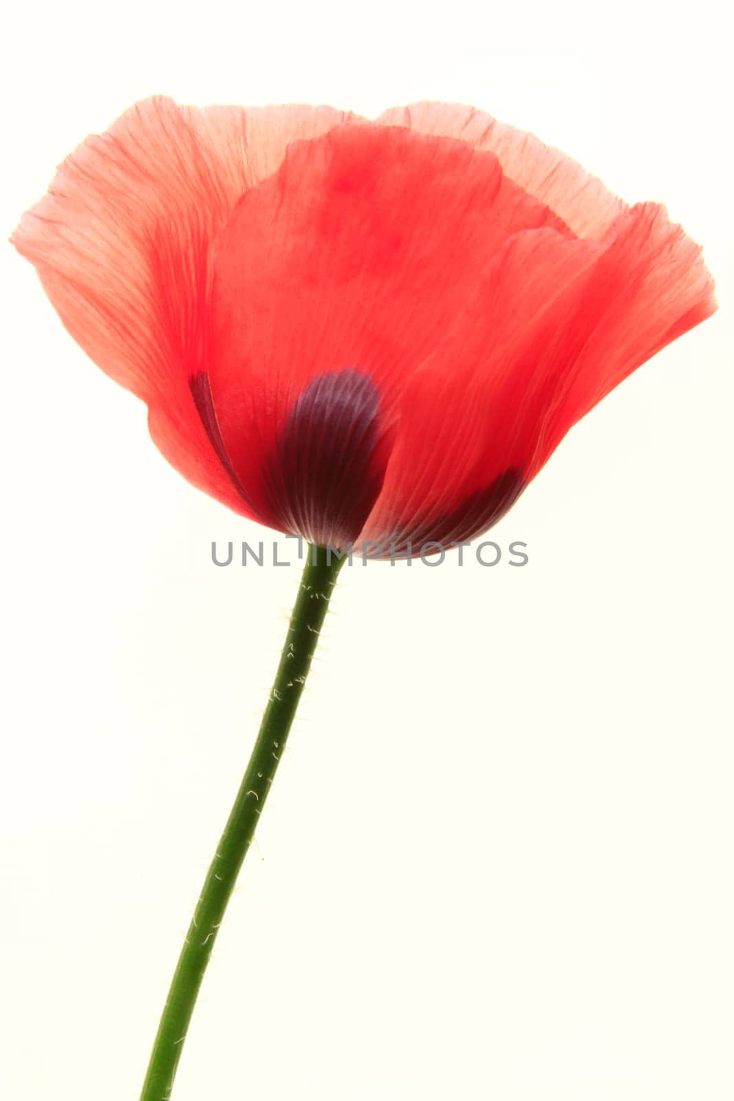Isolated Red Poppy Blossom