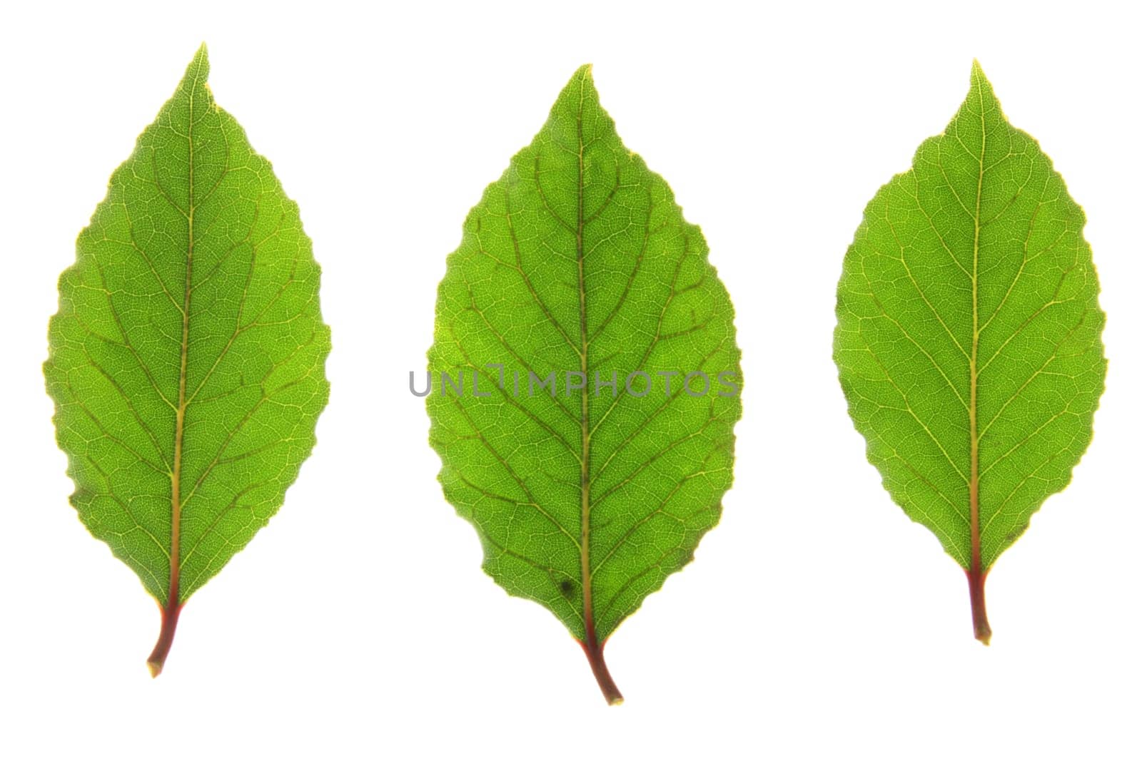 three freed bay leaves