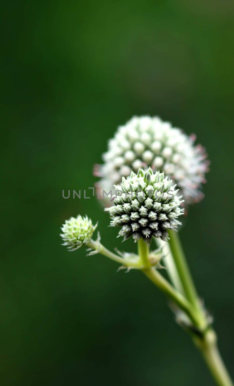 Eryngium yuccifolium (Button snake-root, Rattlesnake Master)