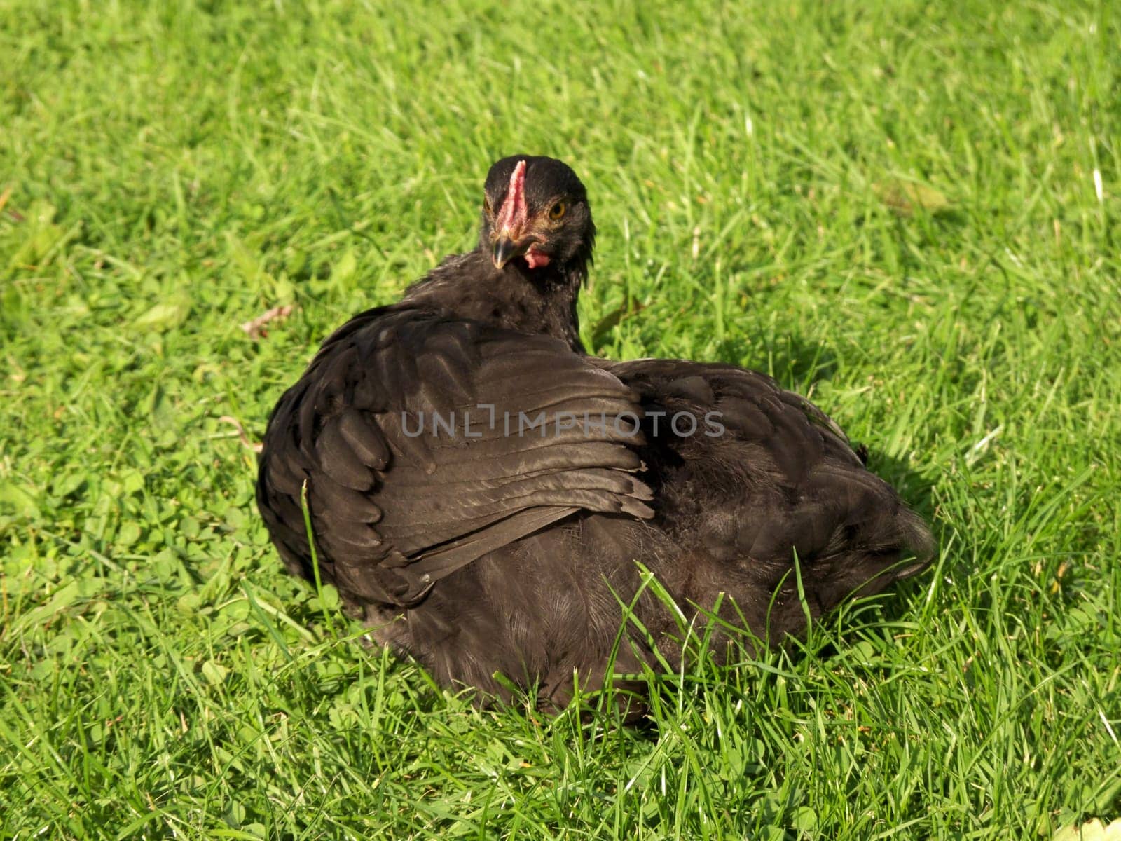 Black Chicken Chick