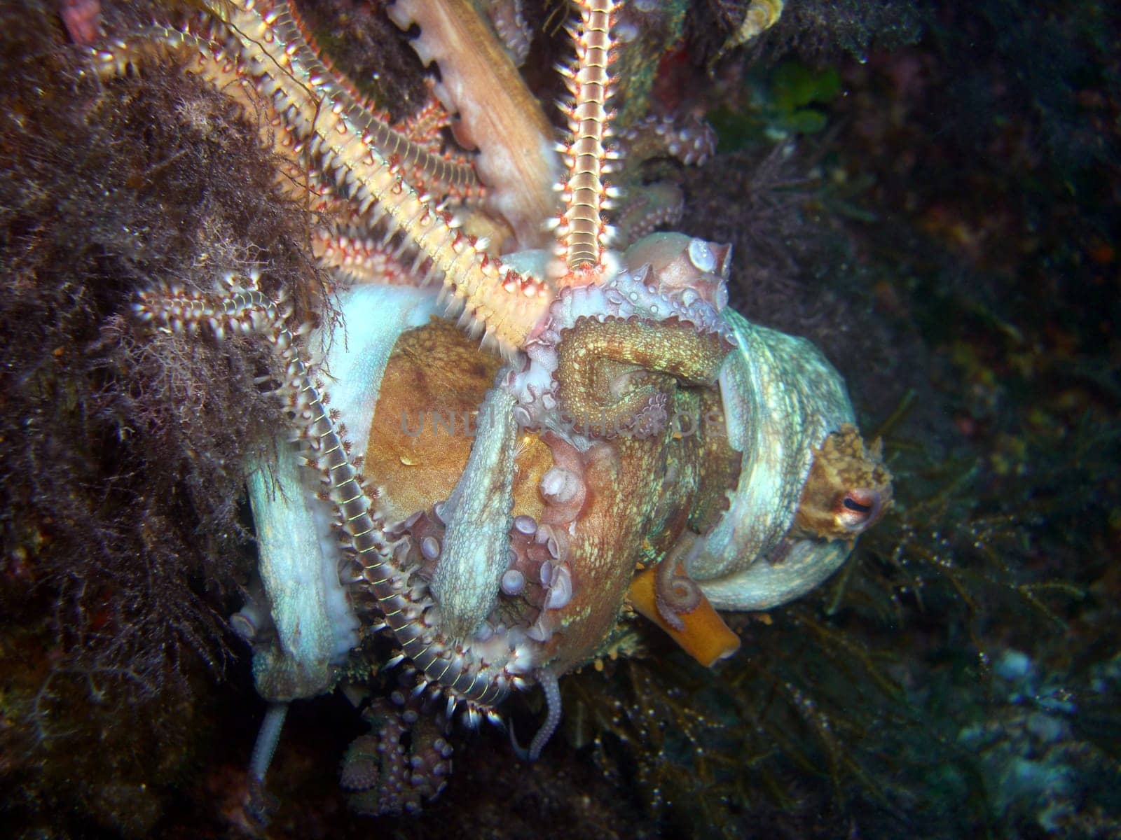 Bart-Feuerborstenwürmer (Hermodice carunculata) attakieren einen Kraken
