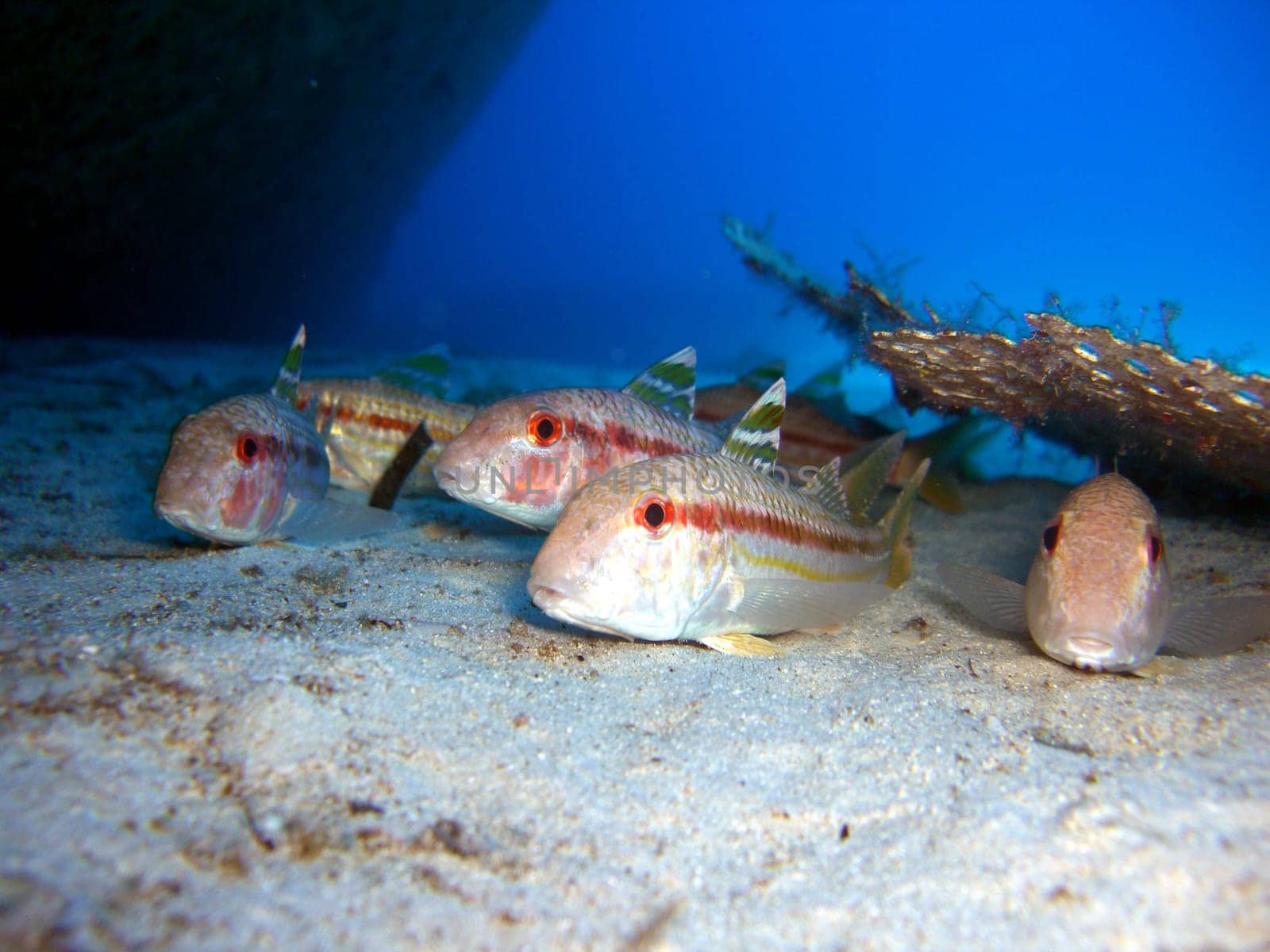 striped mullet under wreckage