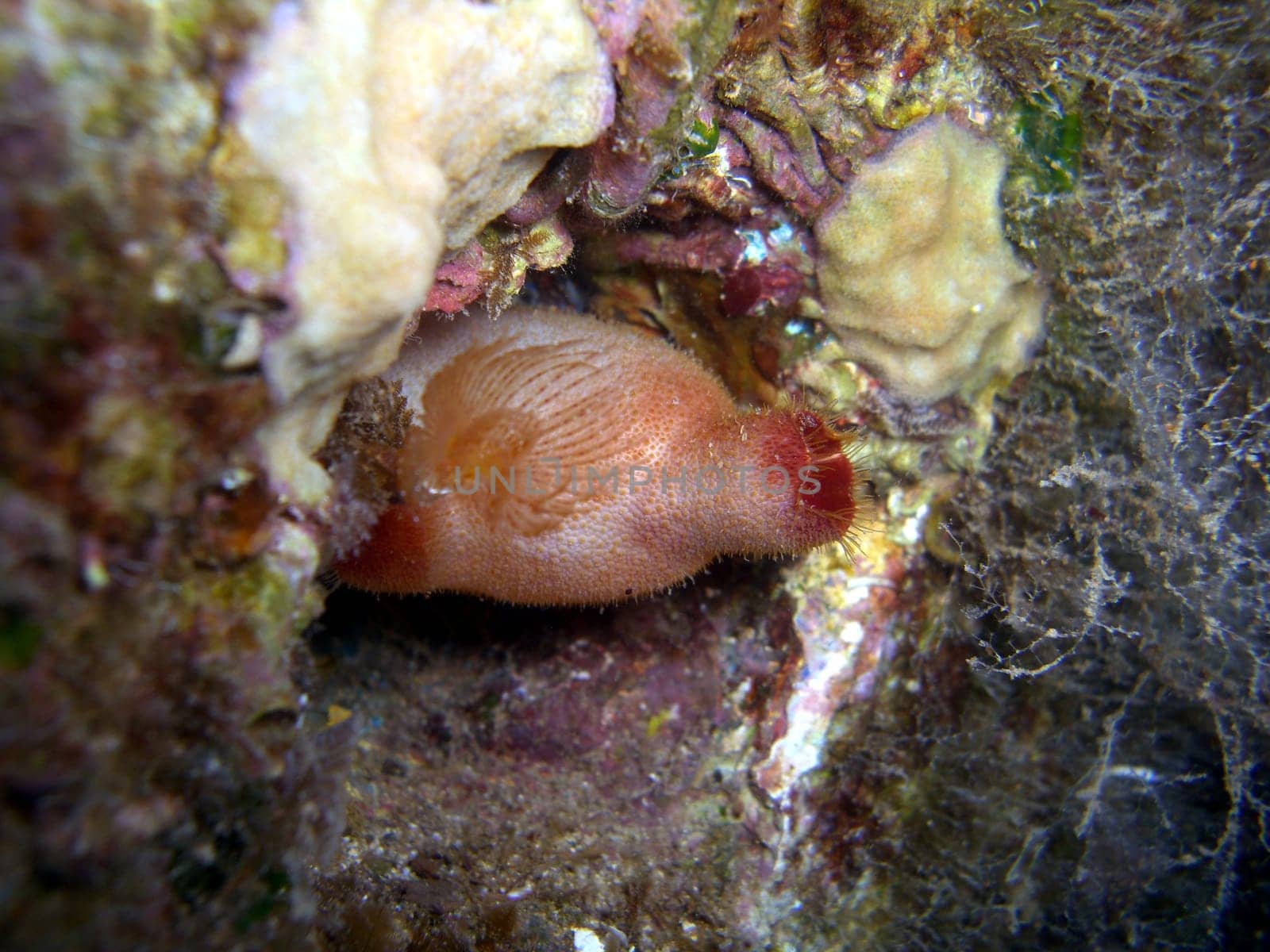 red sea squirt