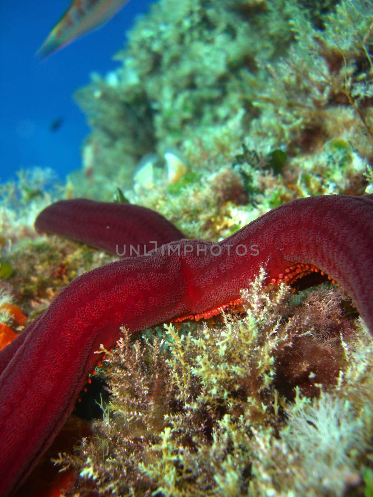 purple starfish