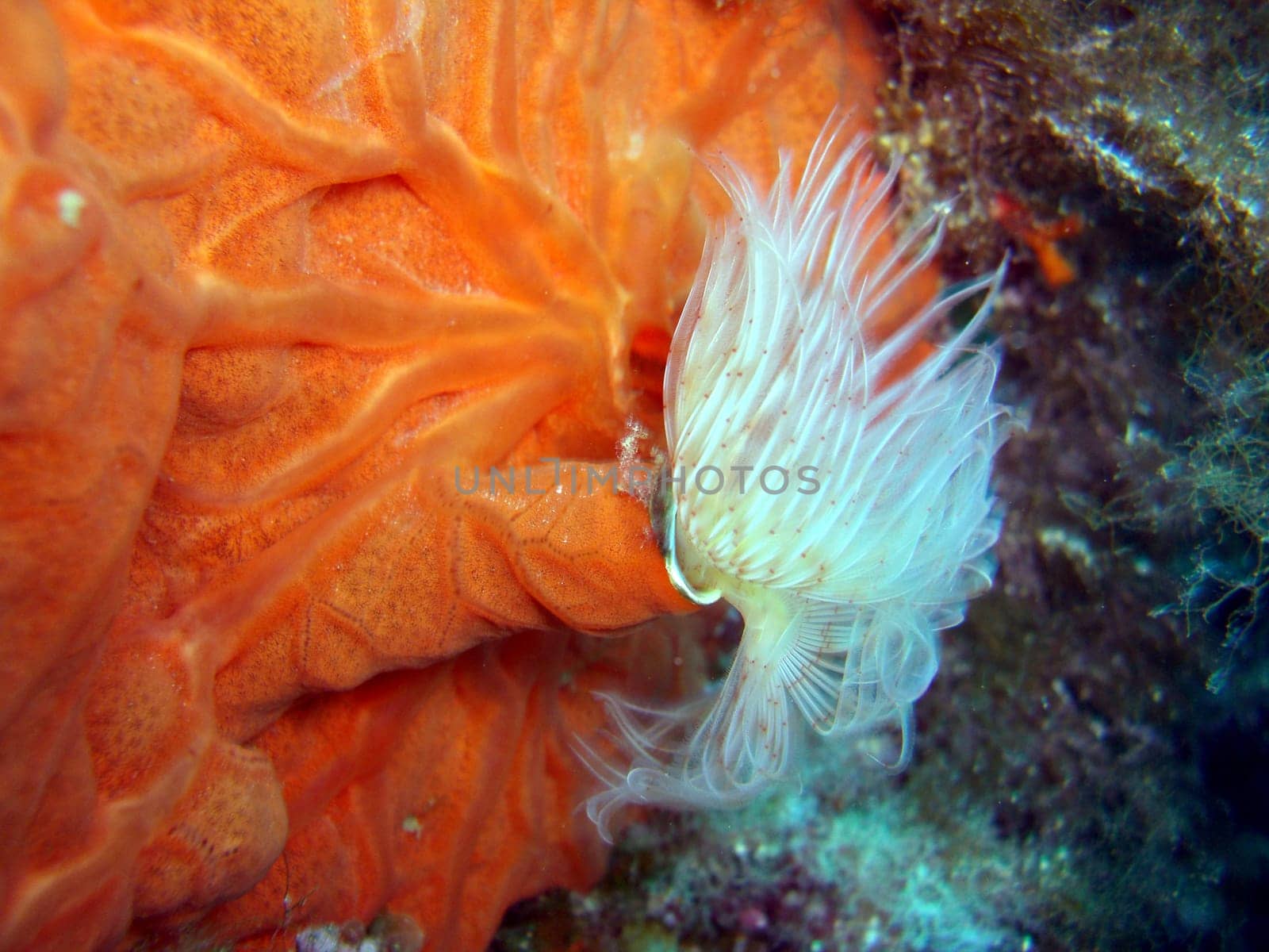 Smooth calcareous tube worm