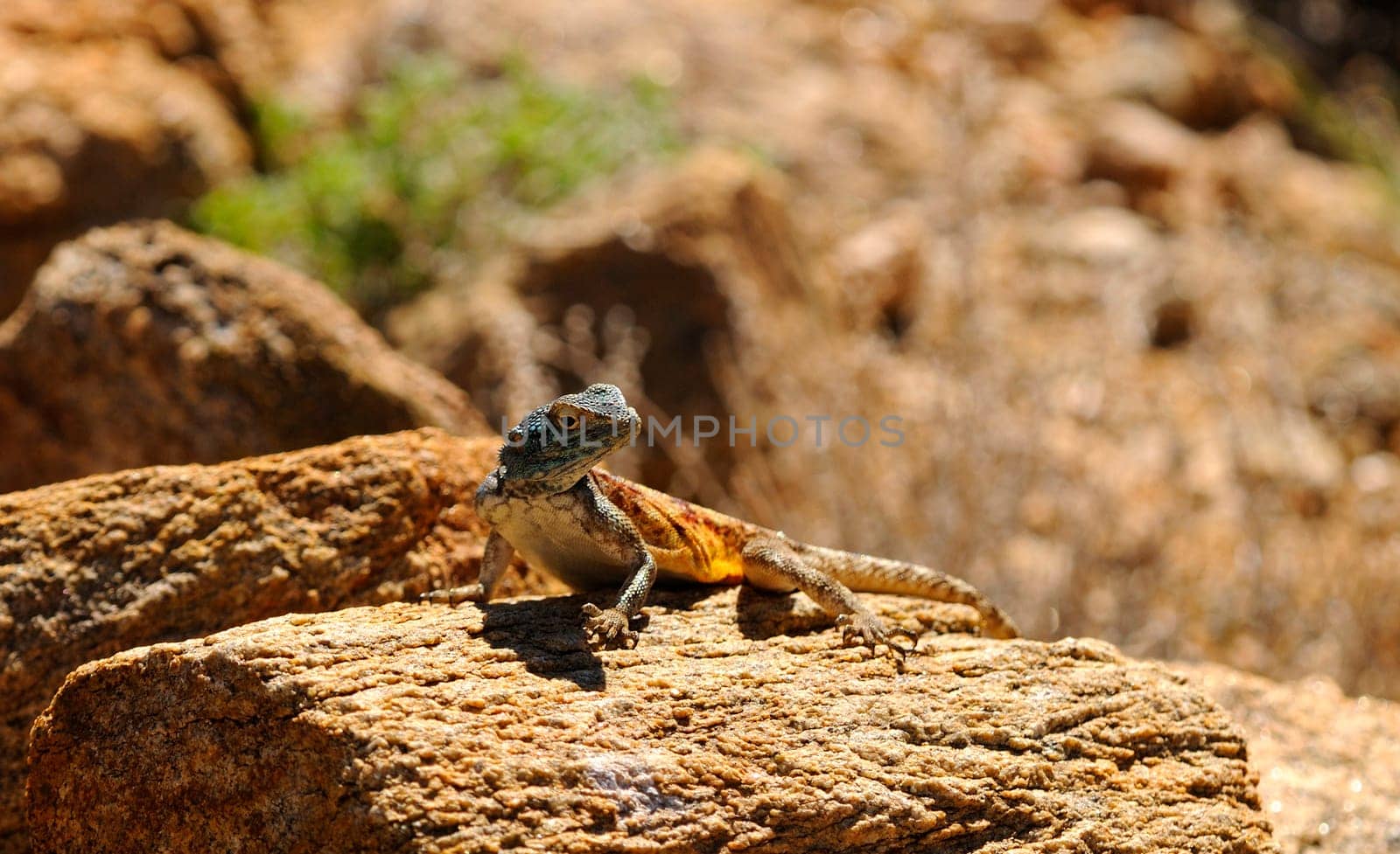 Rock dragon,male