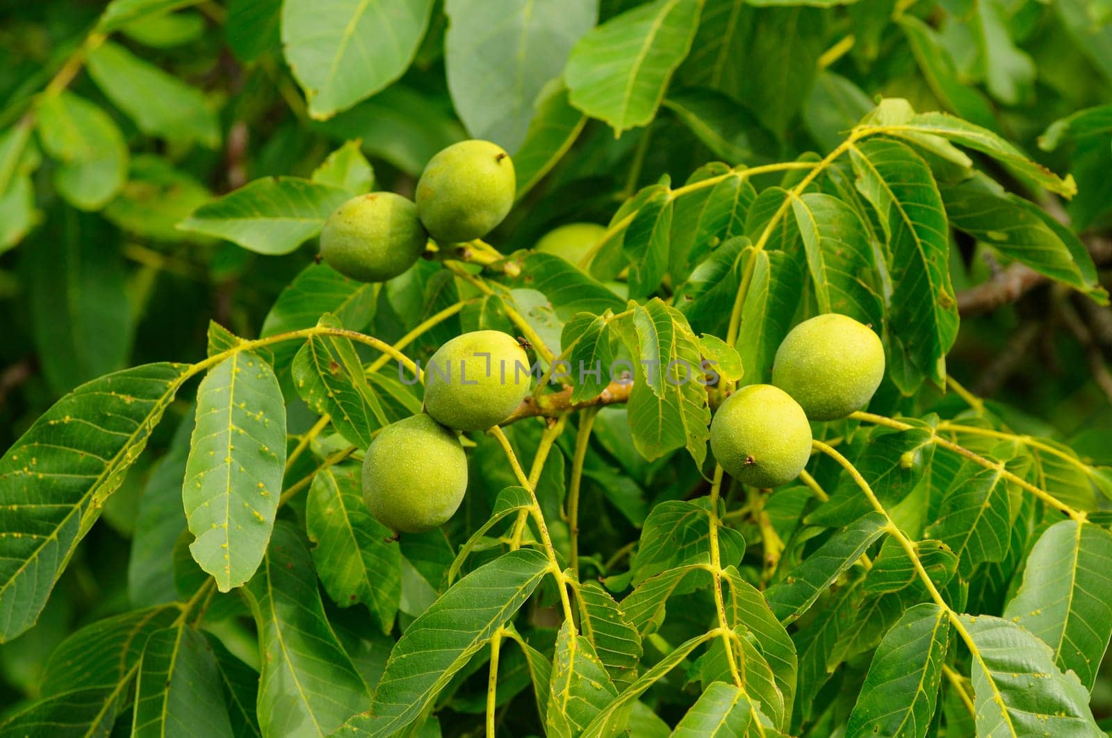 Unripe walnuts hanging from the tree,Juglans regia