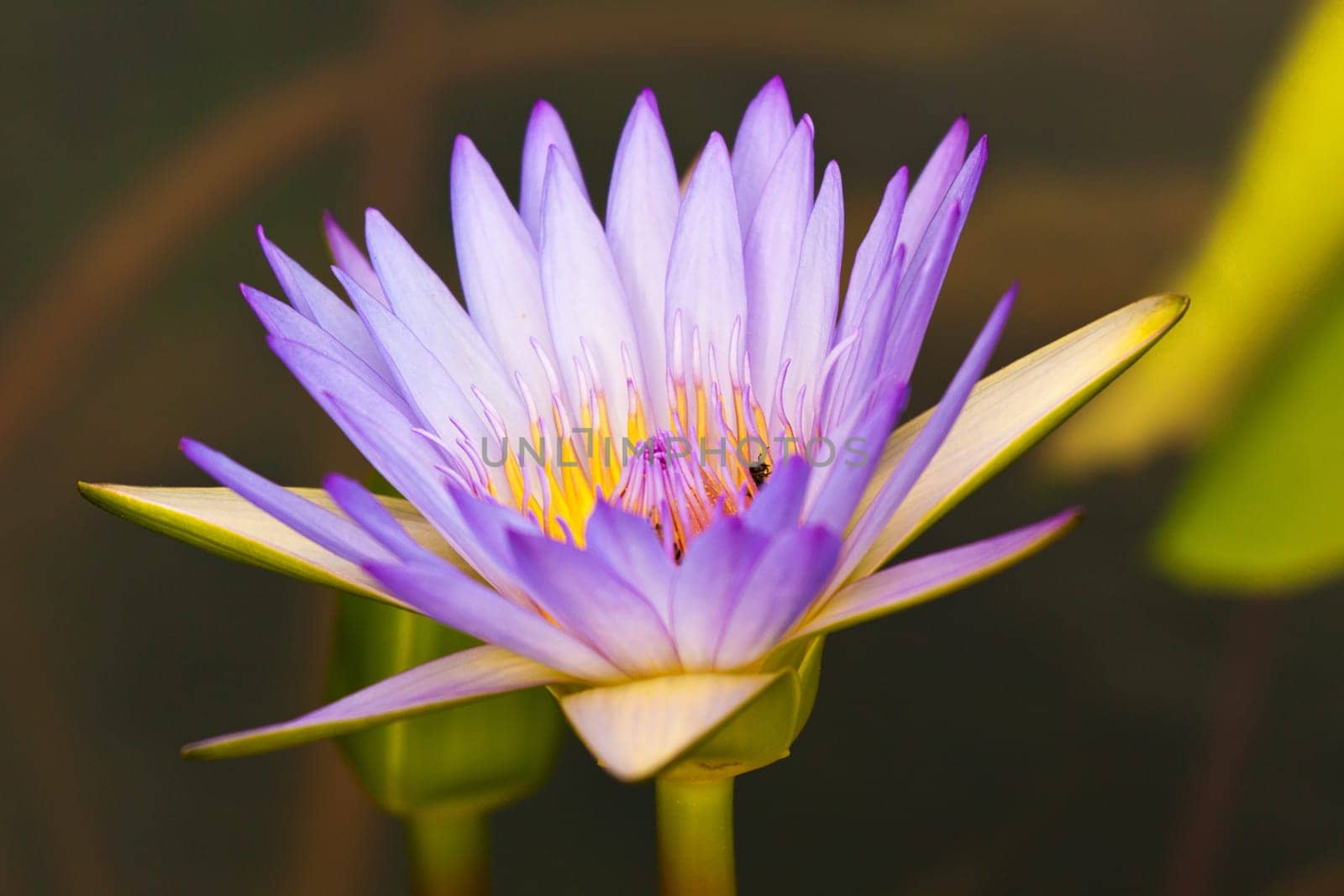 Water lily