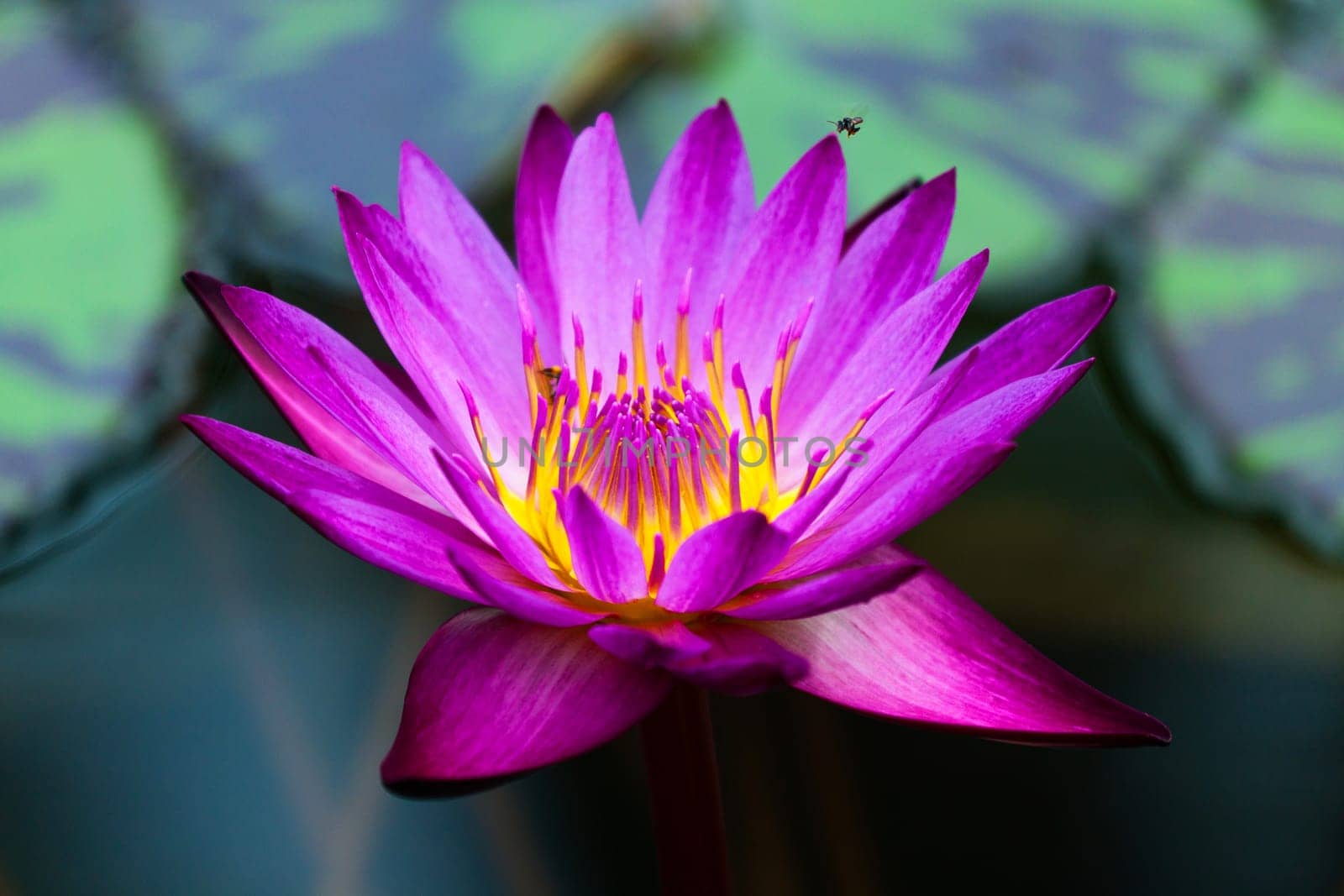 Water Lily 3
