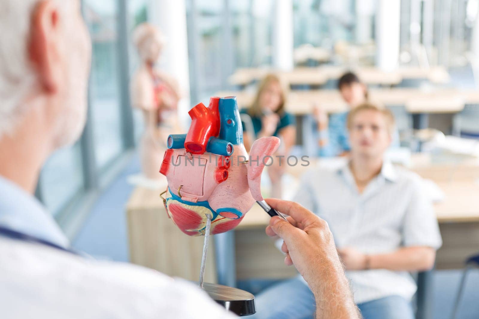 Medicine professor showing model of heart