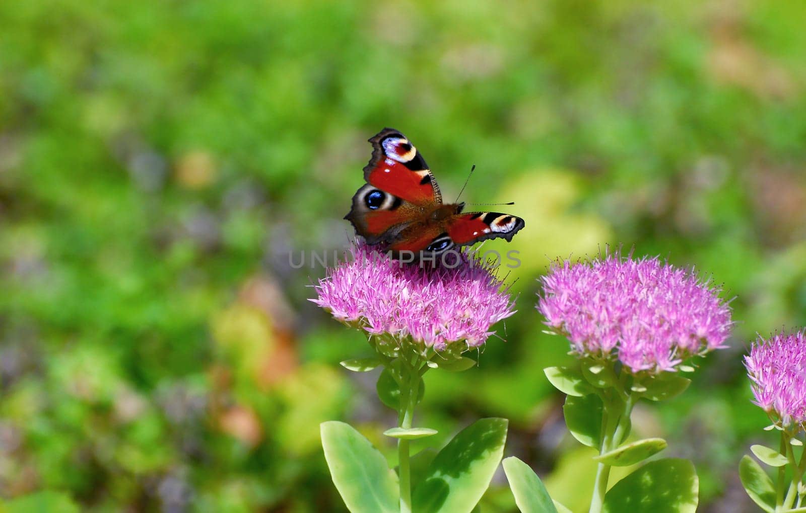 peacock butterfly