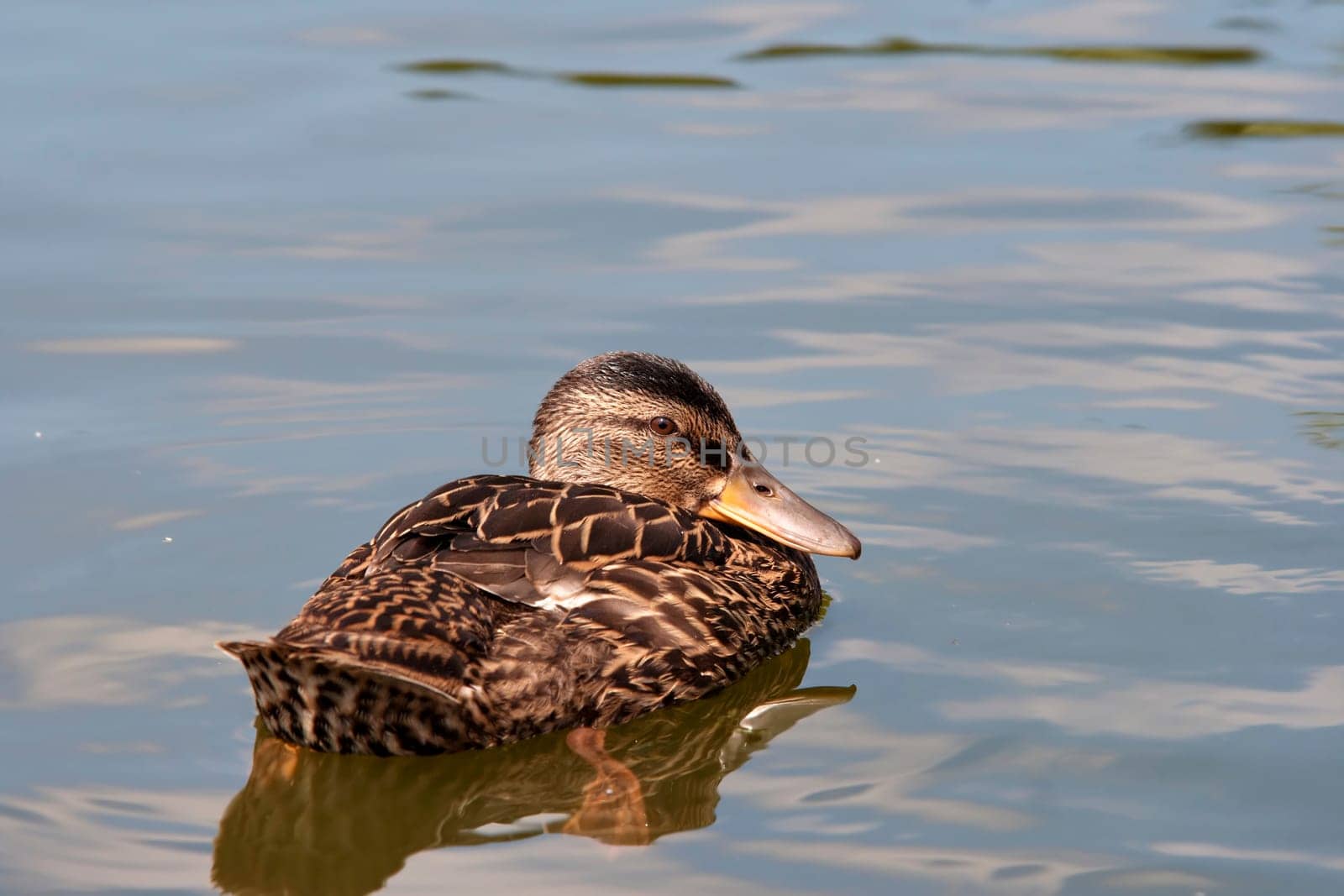 duck floating on the water