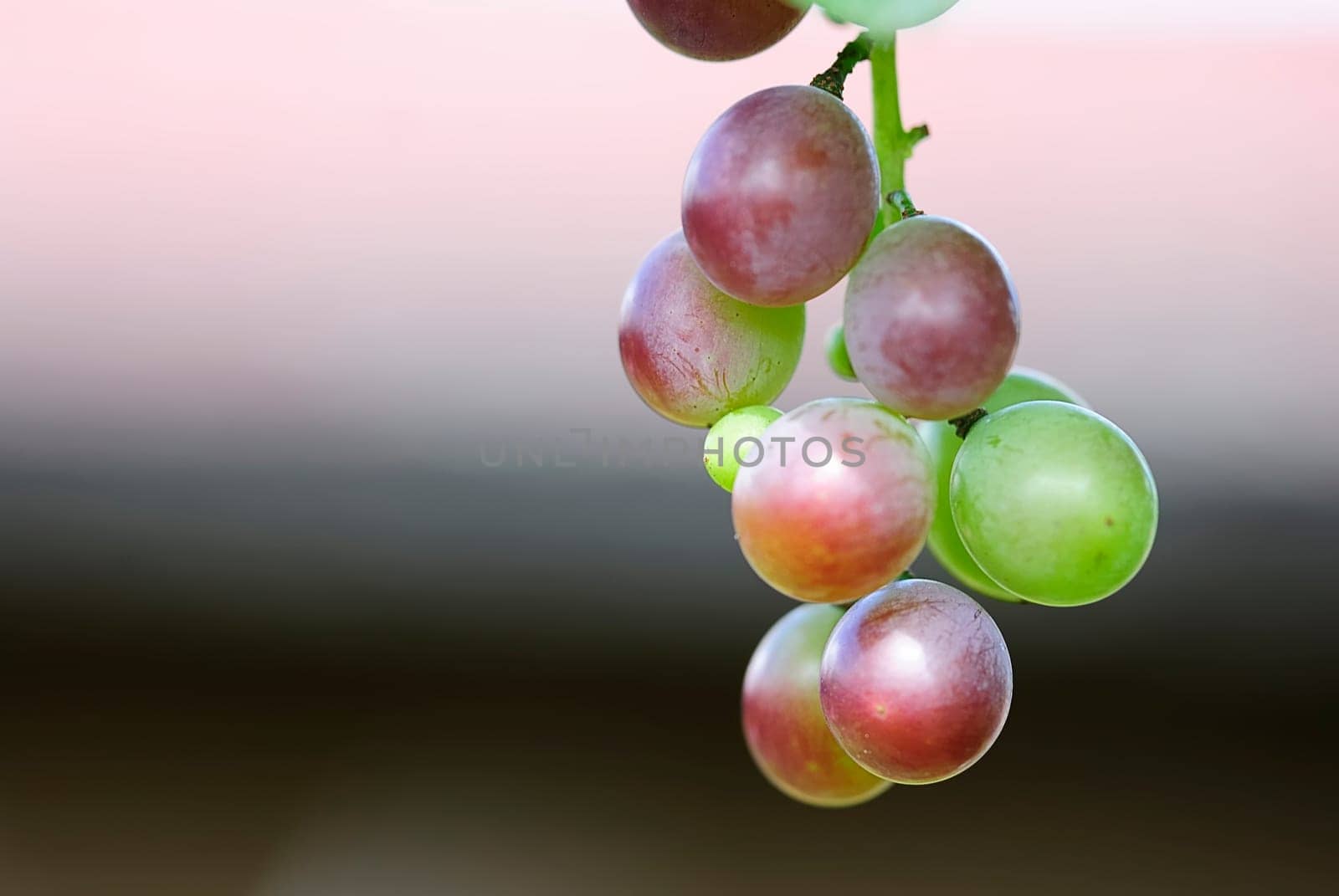 Grapes 20
