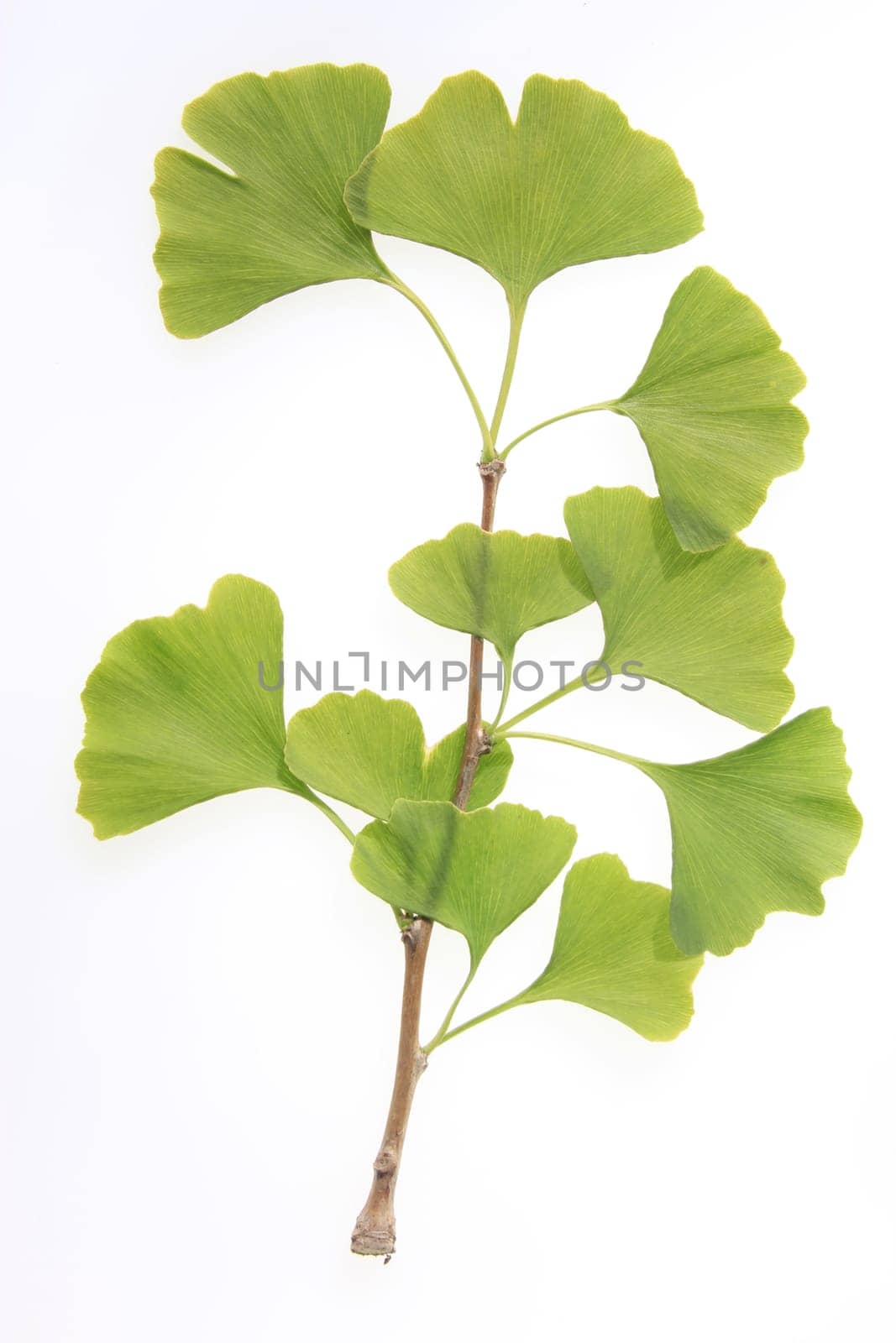 Optional Gingko Branch